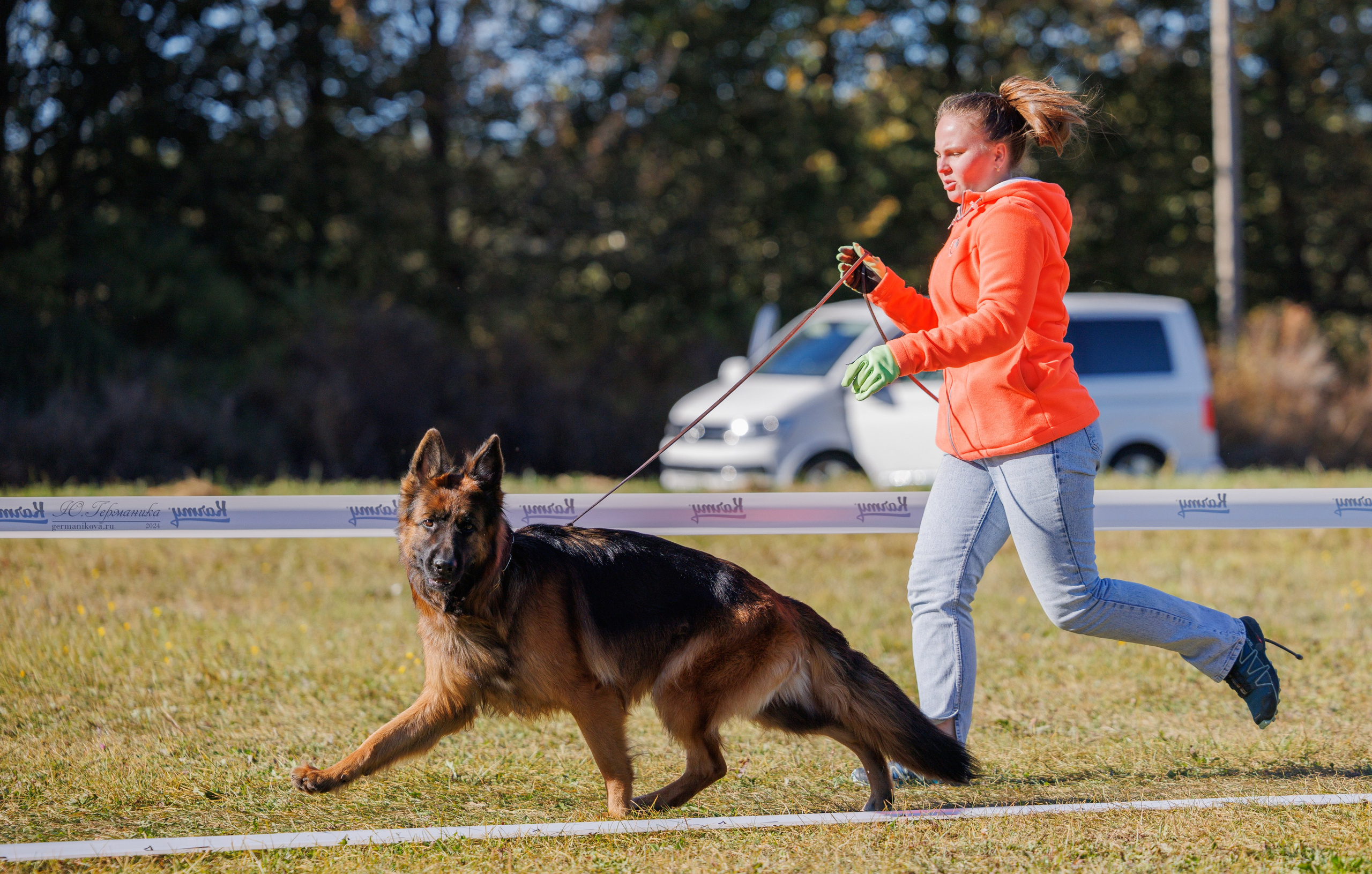 Тверь немецкие овчарки 22.09.2024. Фотограф-анималист Юлия Германика