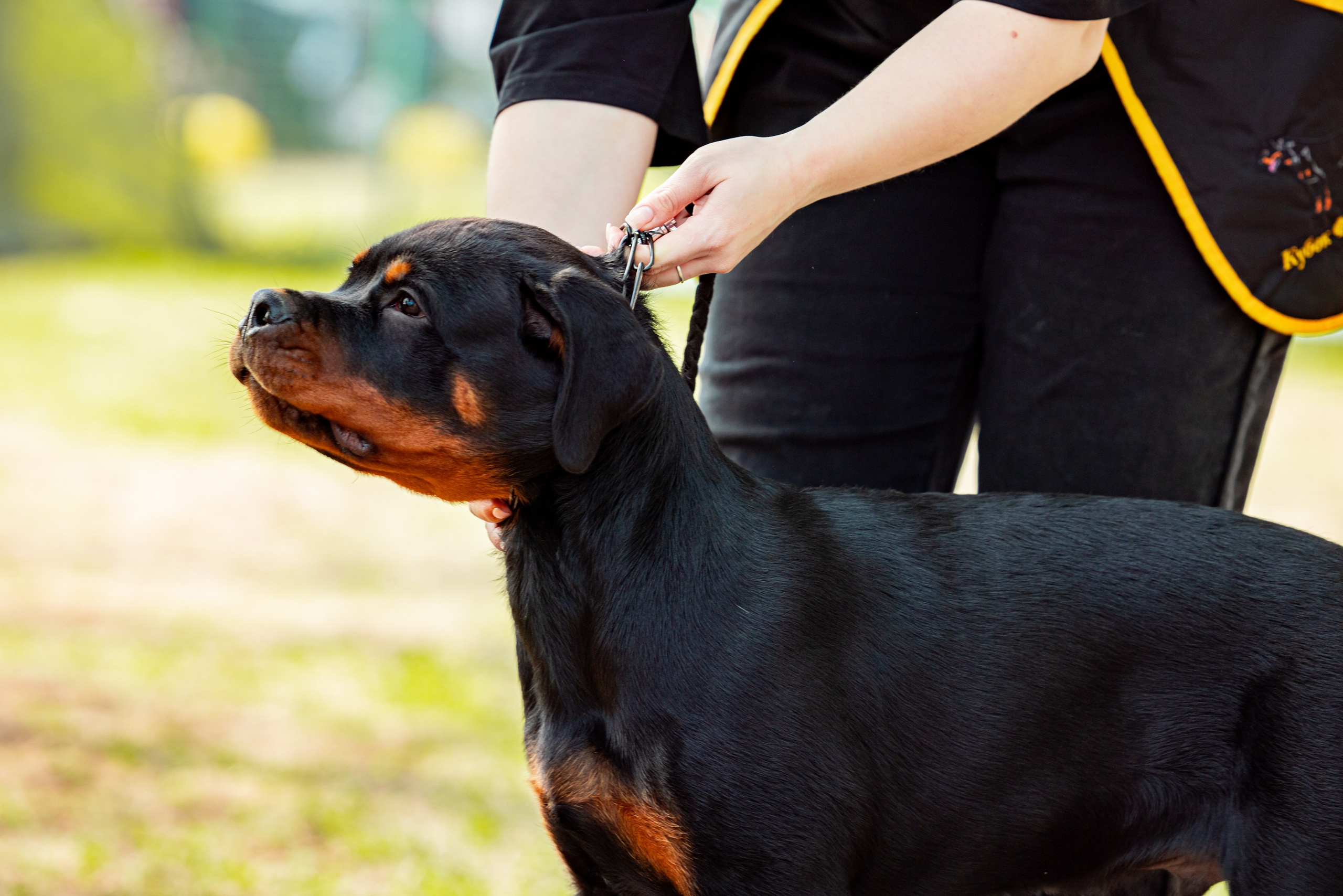 Саратов моно ротвейлеров 26-27.04.2025. Фотограф-анималист Юлия Германика