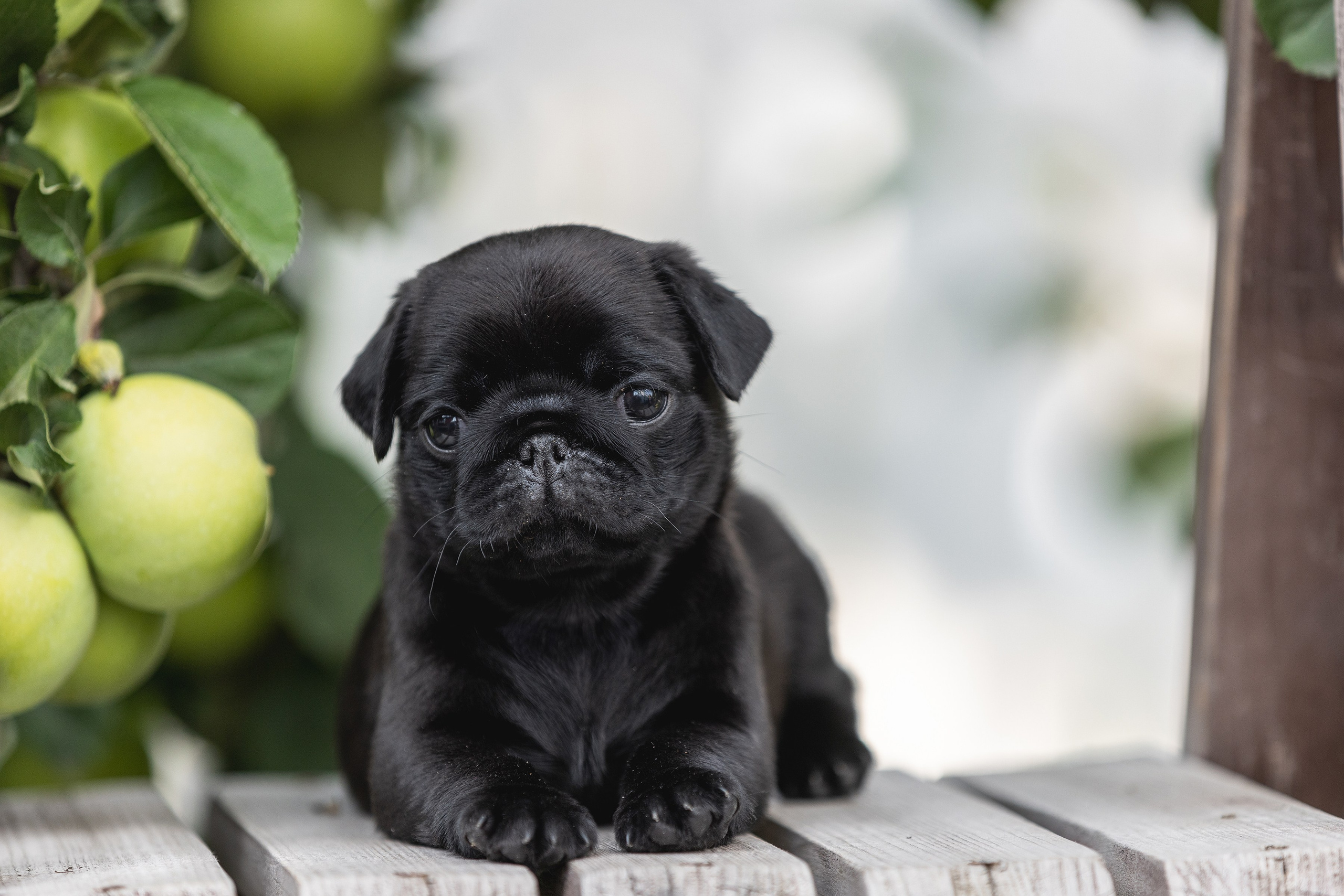 Собаки и не только. Фотограф Алена Звездина