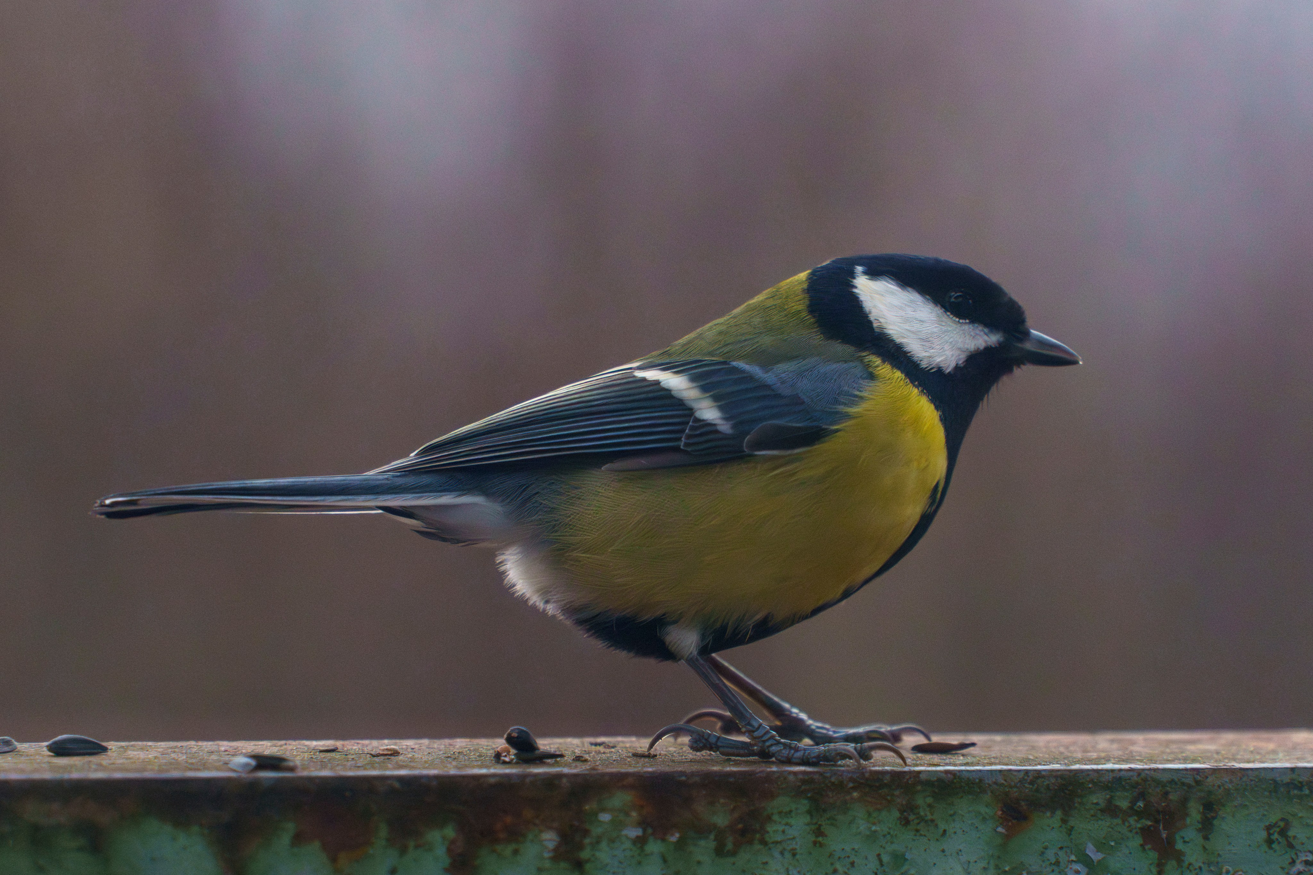 Animals — Животные