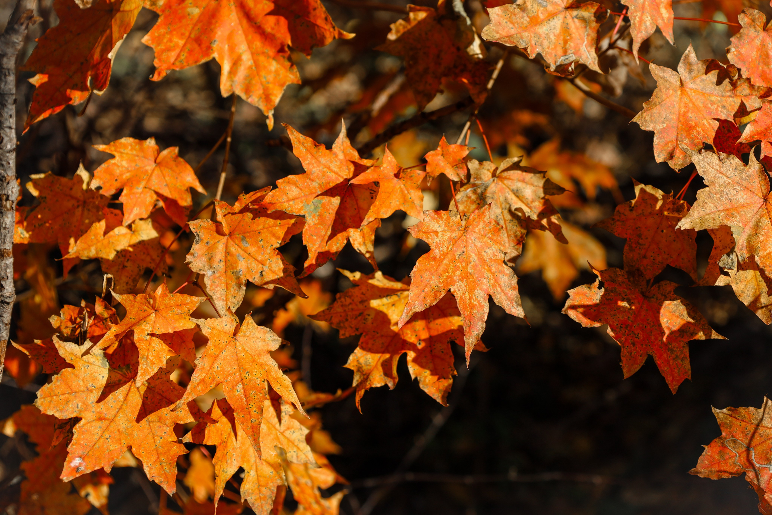 Нежность. V I KA P H O T O