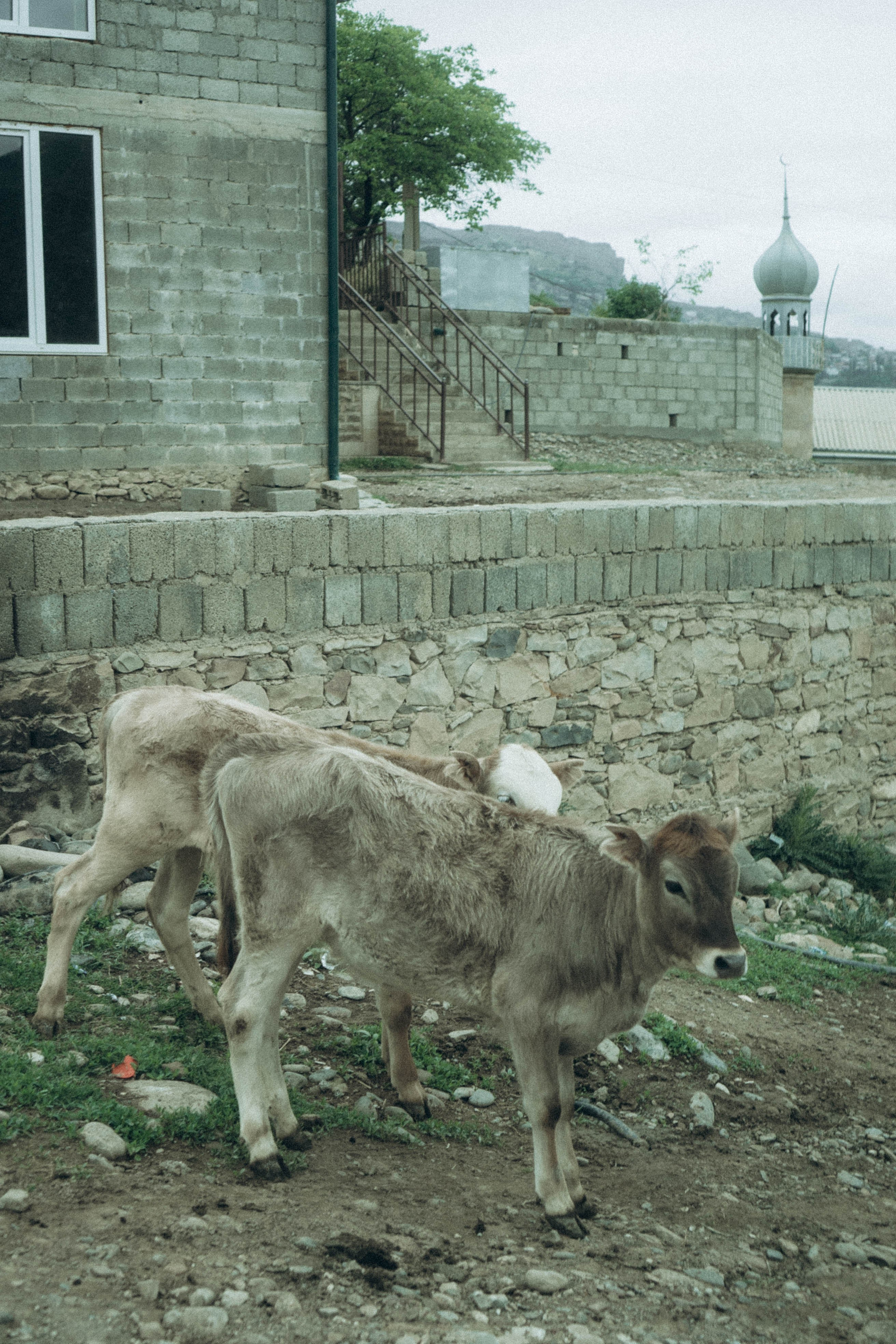 Кавказ. Профессиональный фотограф, Санкт-Петербург — Виктория Богомолова