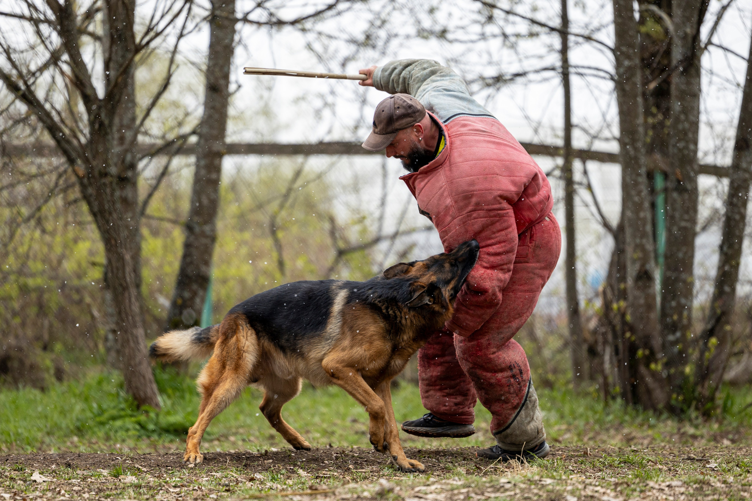 Квалификационные состязания по мондьорингу г. Вологда 11.05.24. Фотограф-анималист Анна Маринич