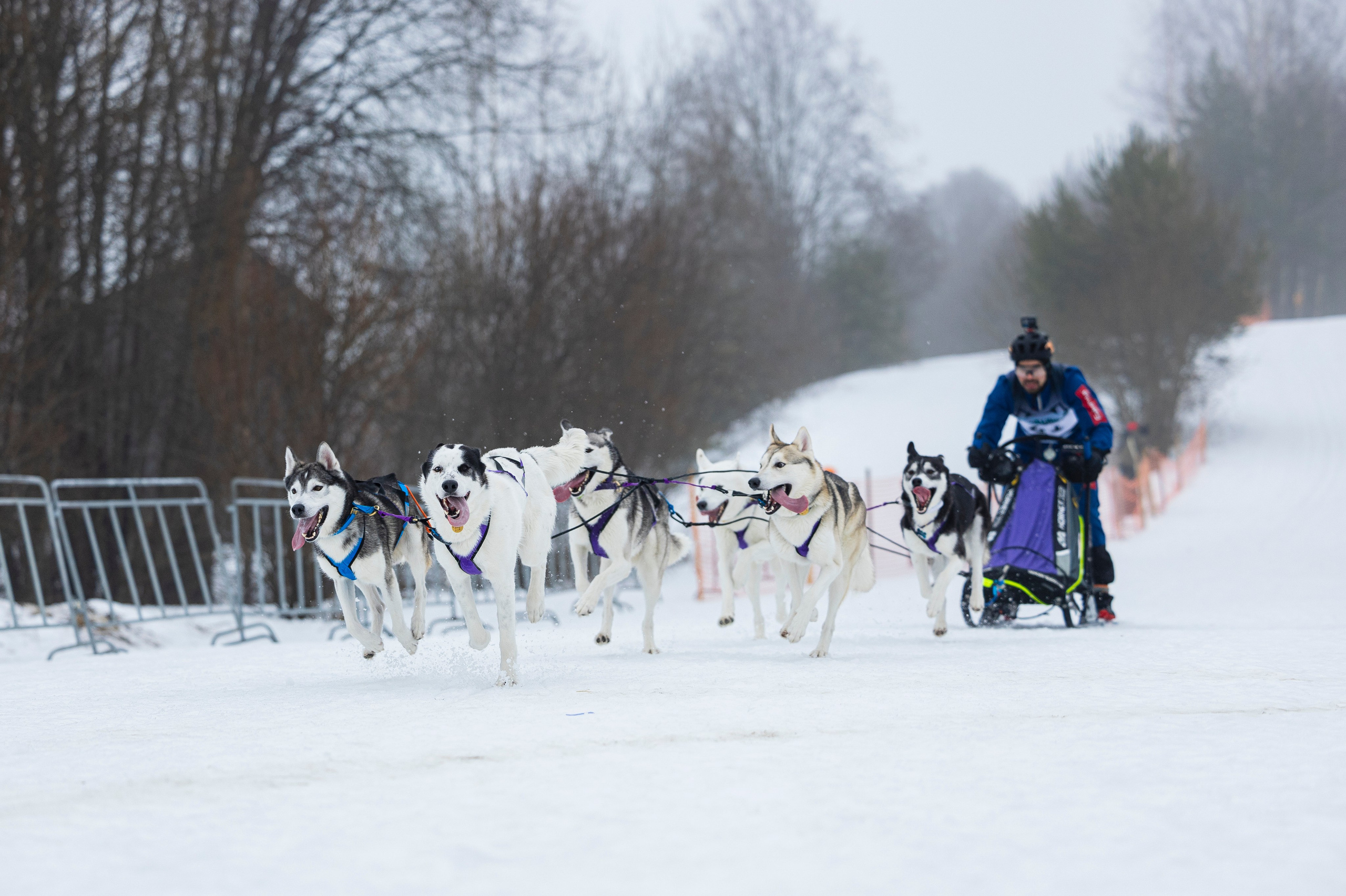 Зимний Чемпионат Санкт-Петербурга по ездовому спорту. Фотограф-анималист Анна Маринич