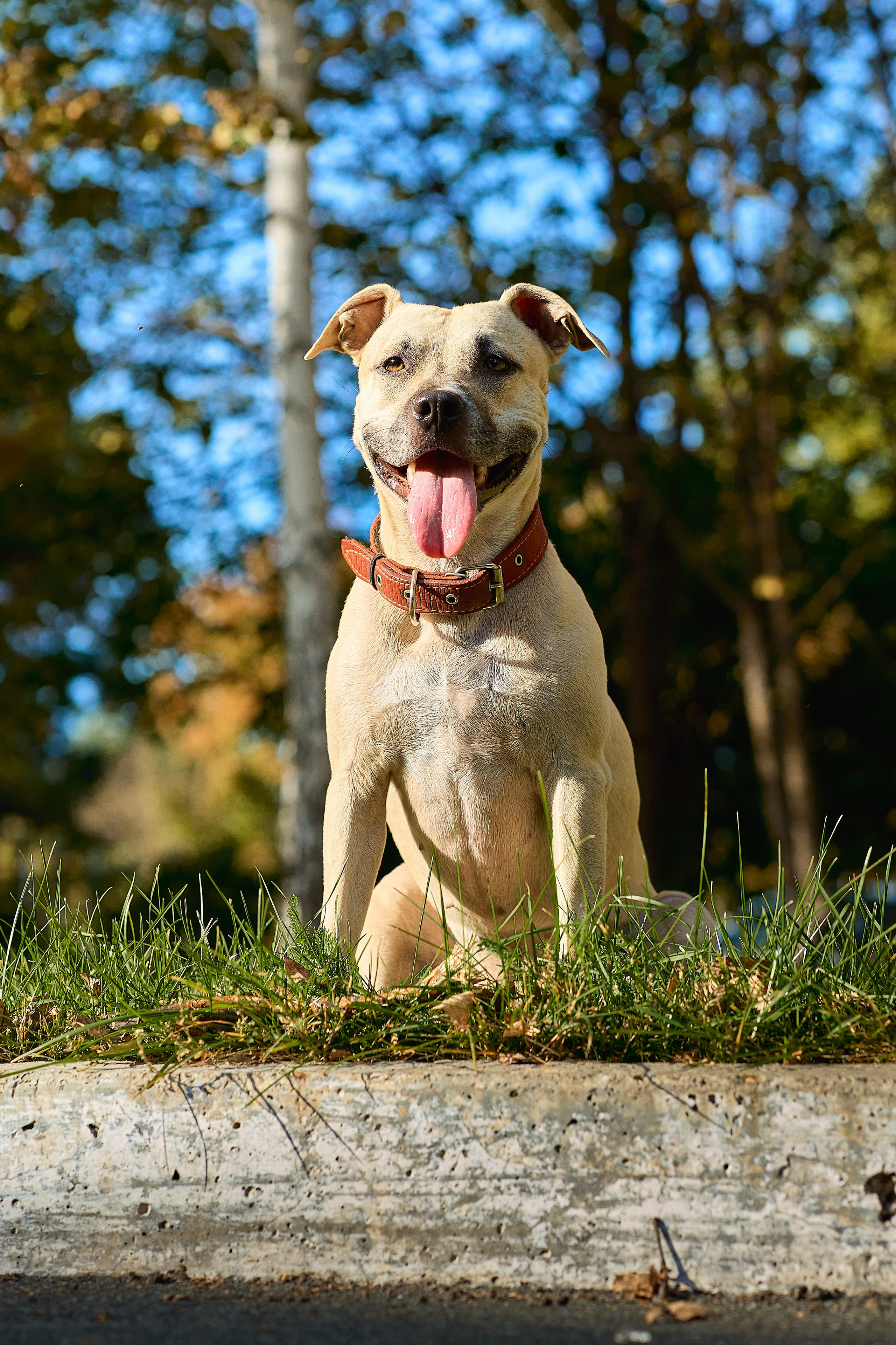 Умнейшая собака Зелла. Любовь Гальцова — свадебный, семейный, детский фотограф в городе Кемерово и Кемеровской области