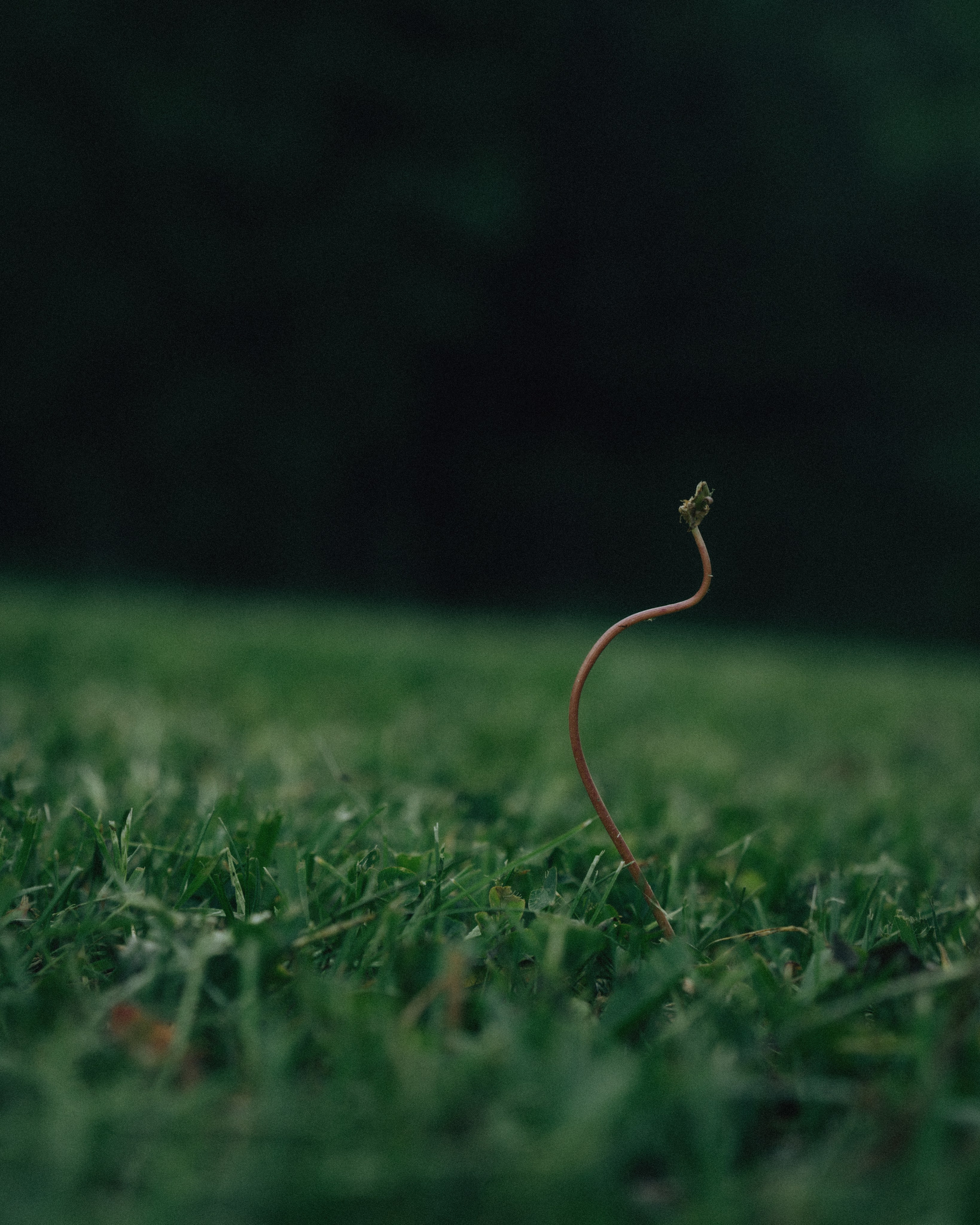 Между маем и июнем. Фотограф Москва Селюкова Юлия