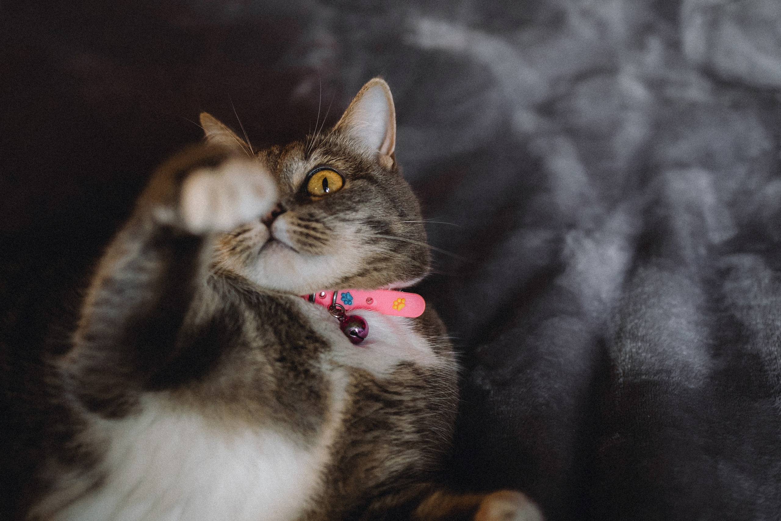 Леброн, Муся и их семья