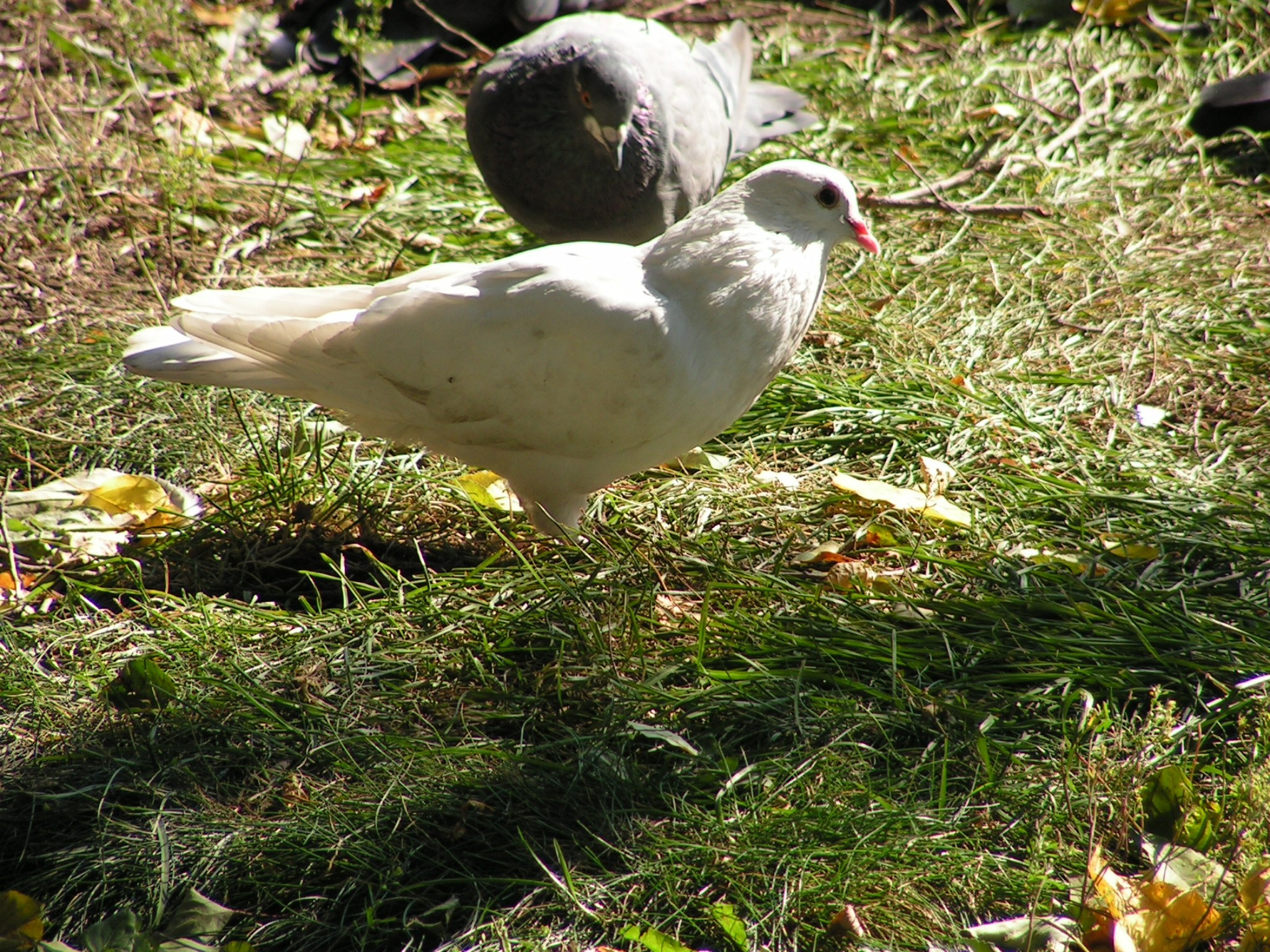 Песочные фигуры с Рускалевы 20.09.2009. Семейный, Свадебный фотограф СПБ Питер— Романова Екатерина