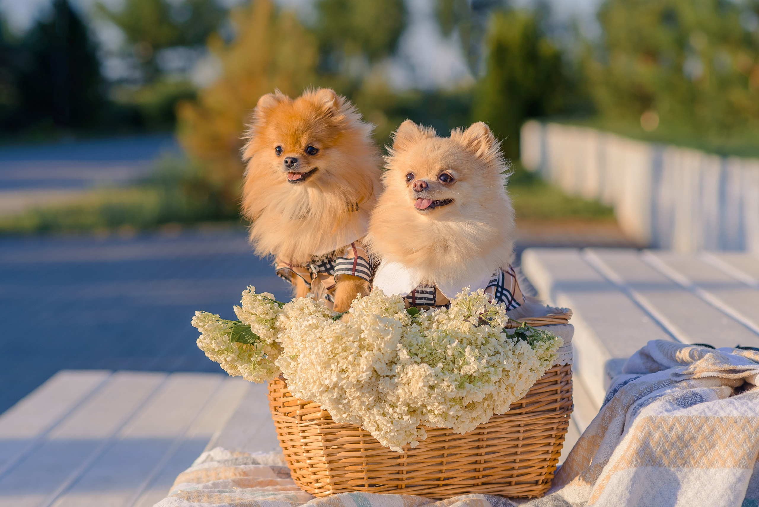 Конный клуб История. Семейный фотограф в Рязани Мария Ермакова