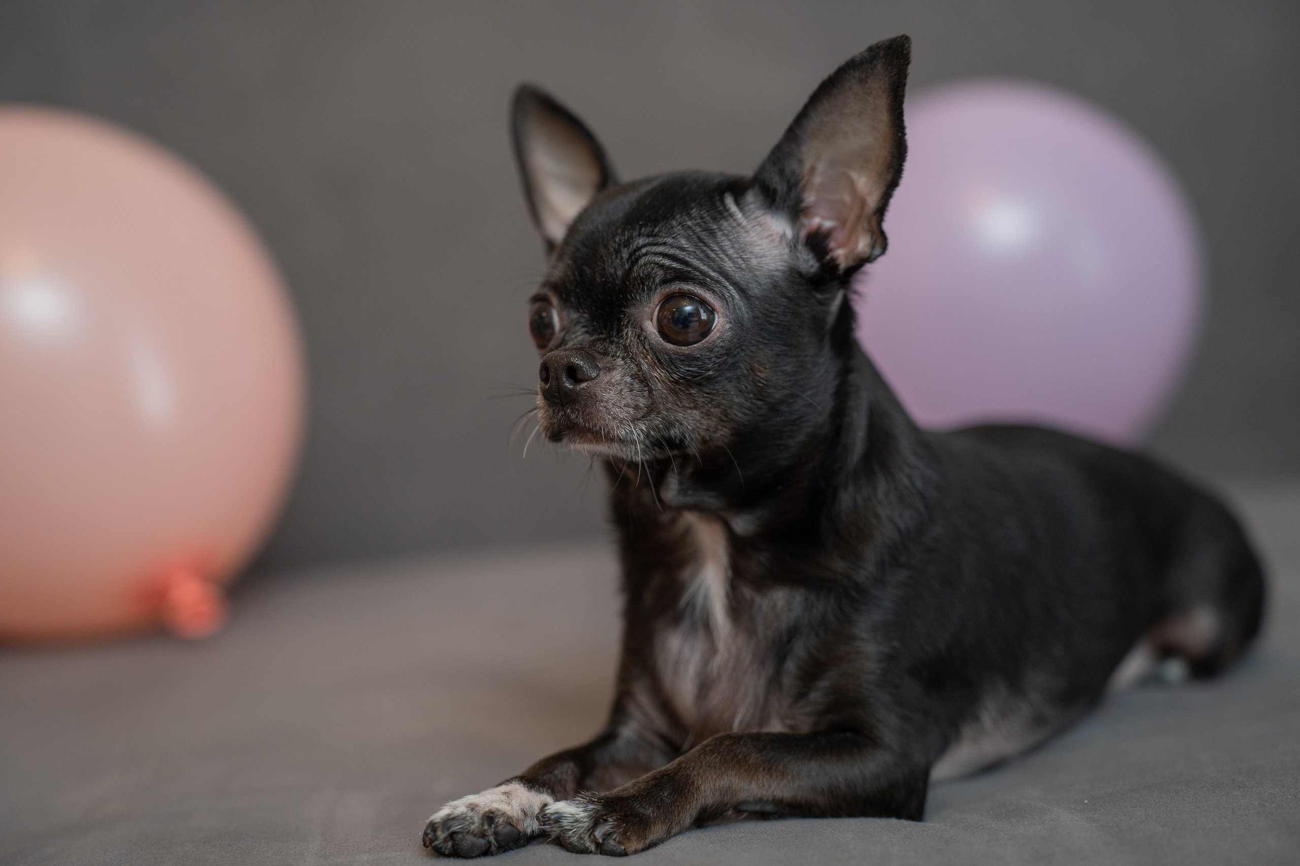 Анимализм. Портретный фотограф Олеся Владимирова в Москве