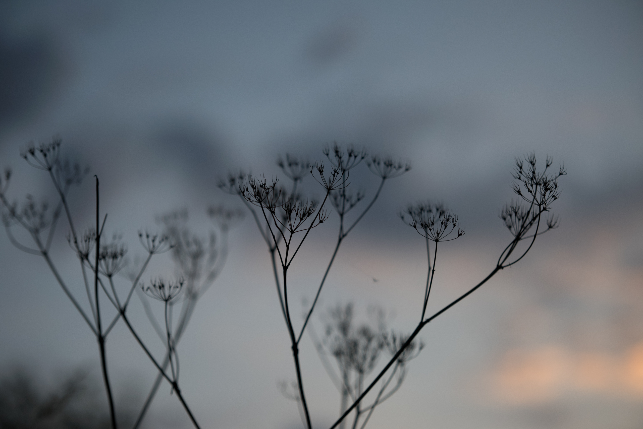 MOTHER (in progress). Anastasiia Antoniuk portrait, family and couple photographer, Portugal