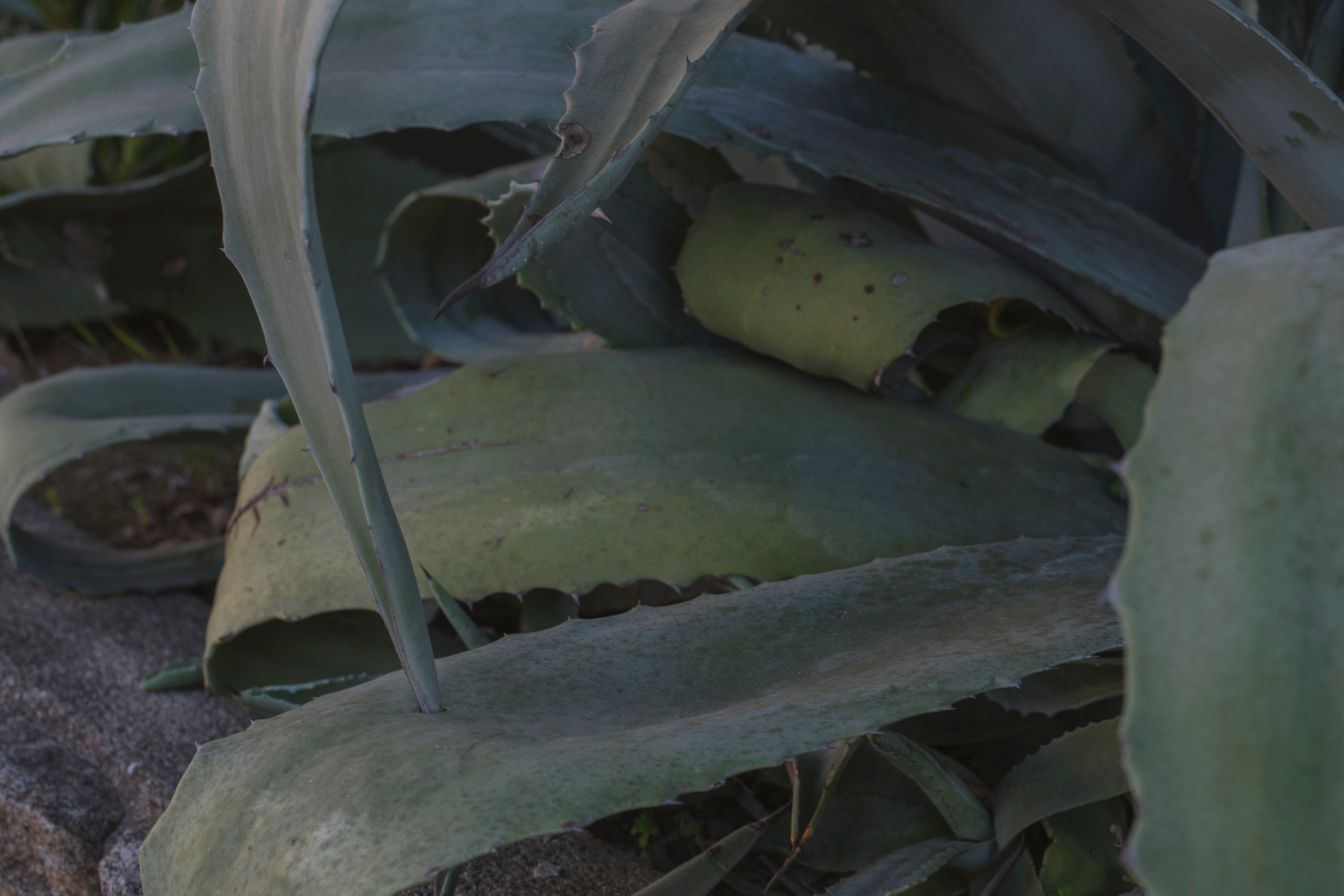 MOTHER (in progress). Anastasiia Antoniuk portrait, family and couple photographer, Portugal