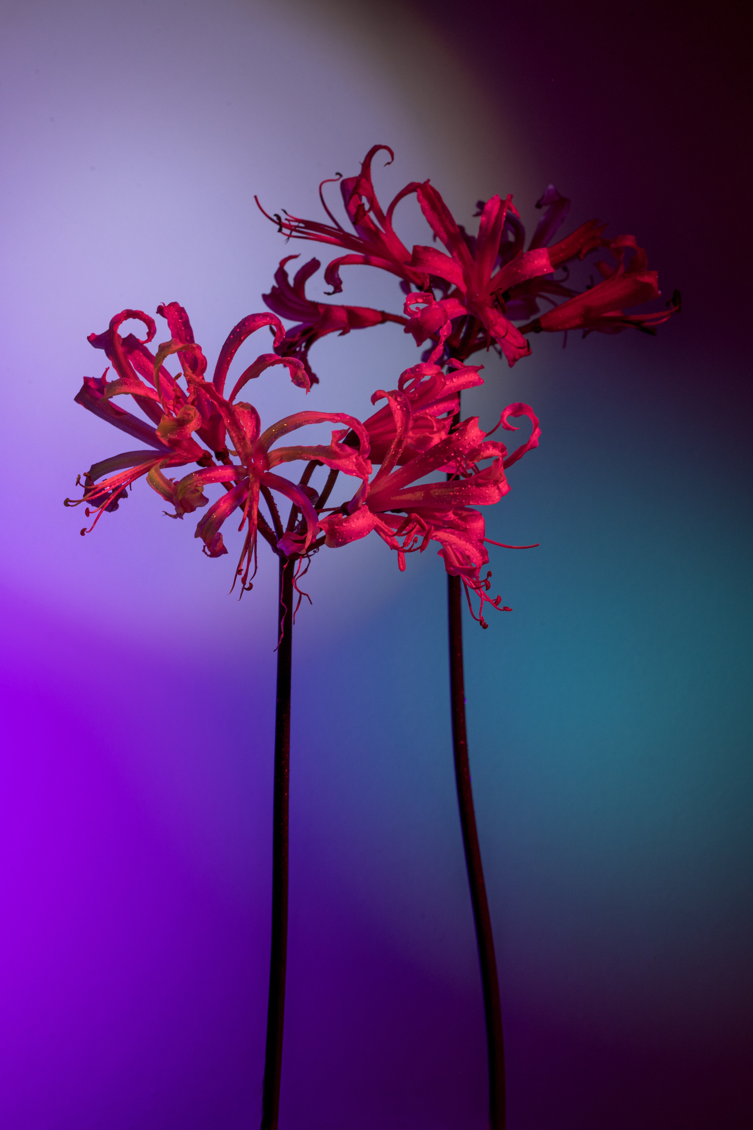 FLOWERS. Anastasiia Antoniuk portrait, family and couple photographer, Portugal