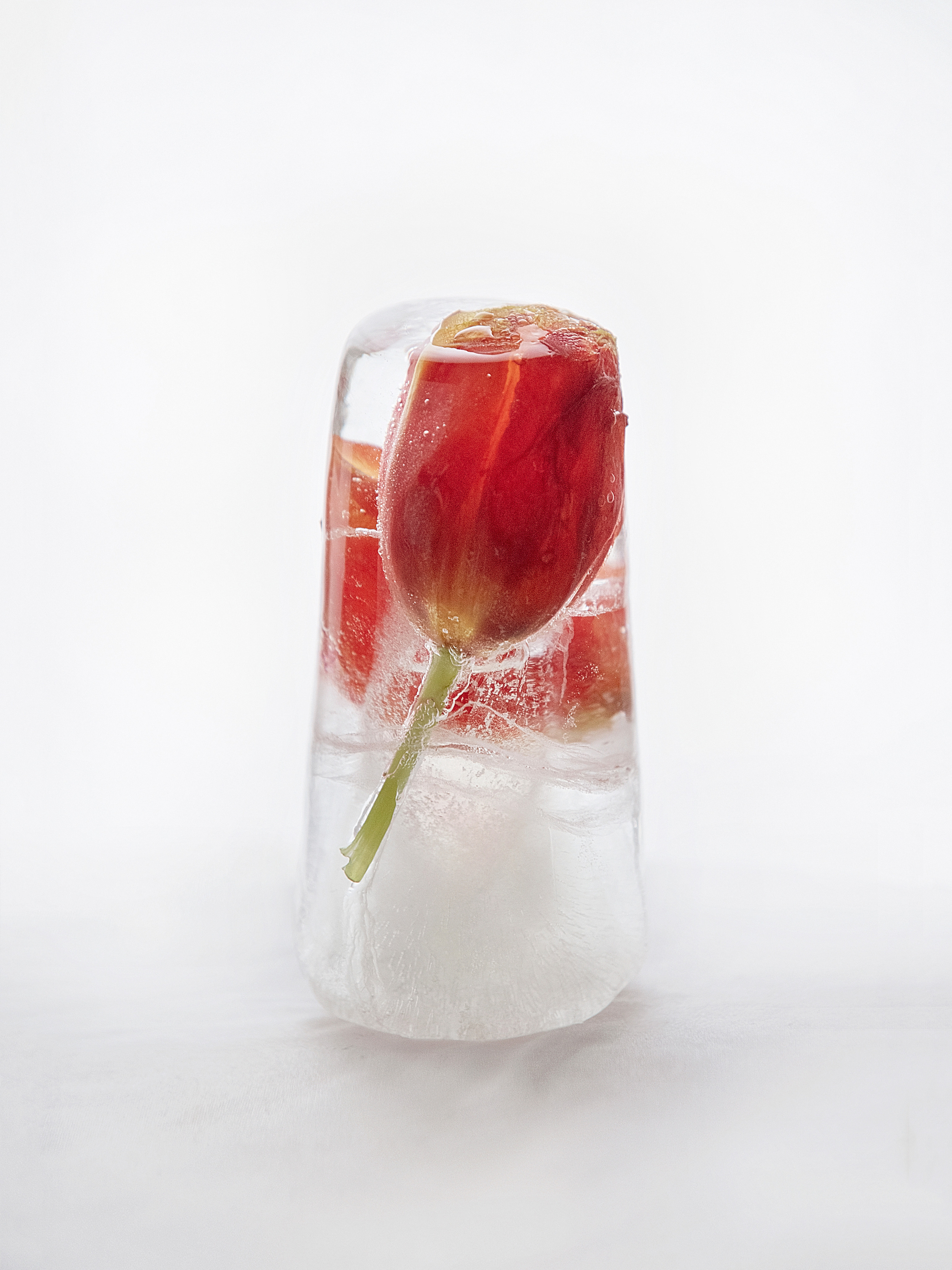 FROZEN NATURE. Anastasiia Antoniuk portrait, family and couple photographer, Portugal