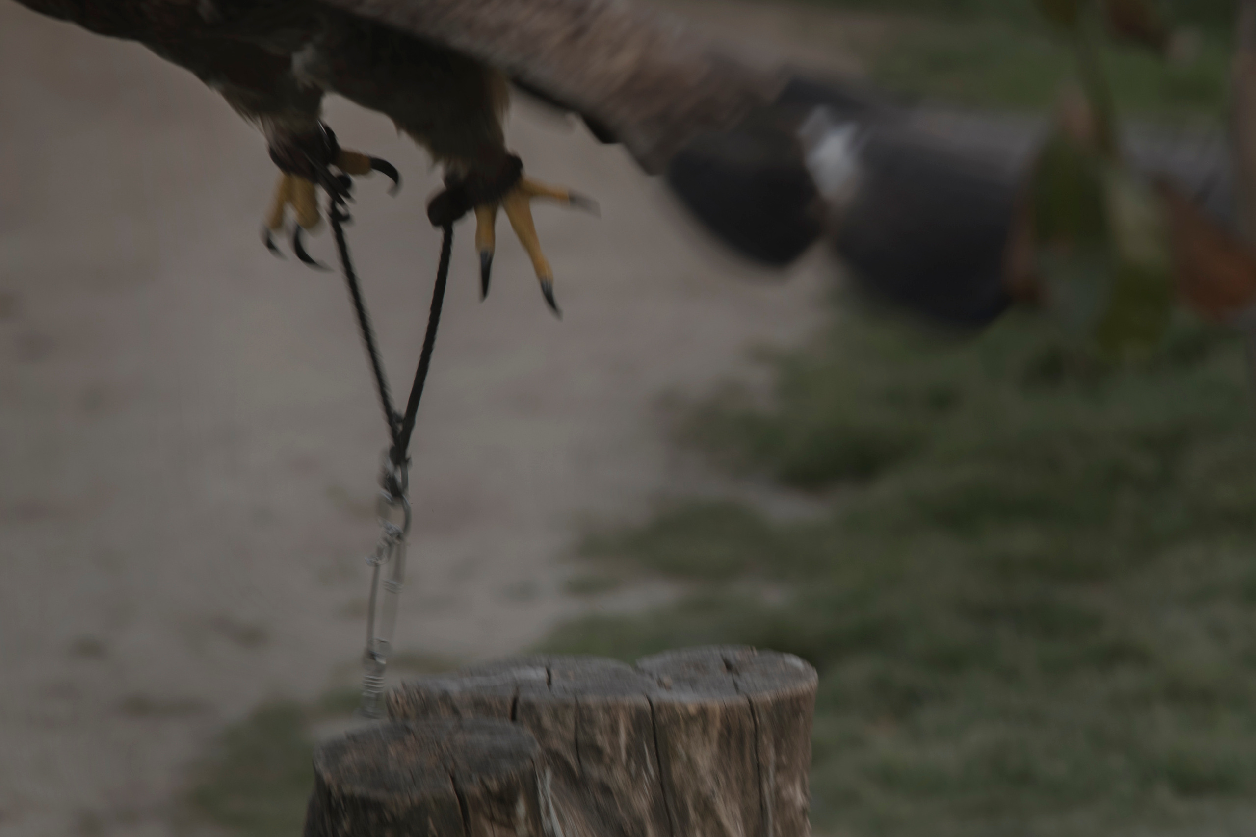 MOTHER (in progress). Anastasiia Antoniuk portrait, family and couple photographer, Portugal