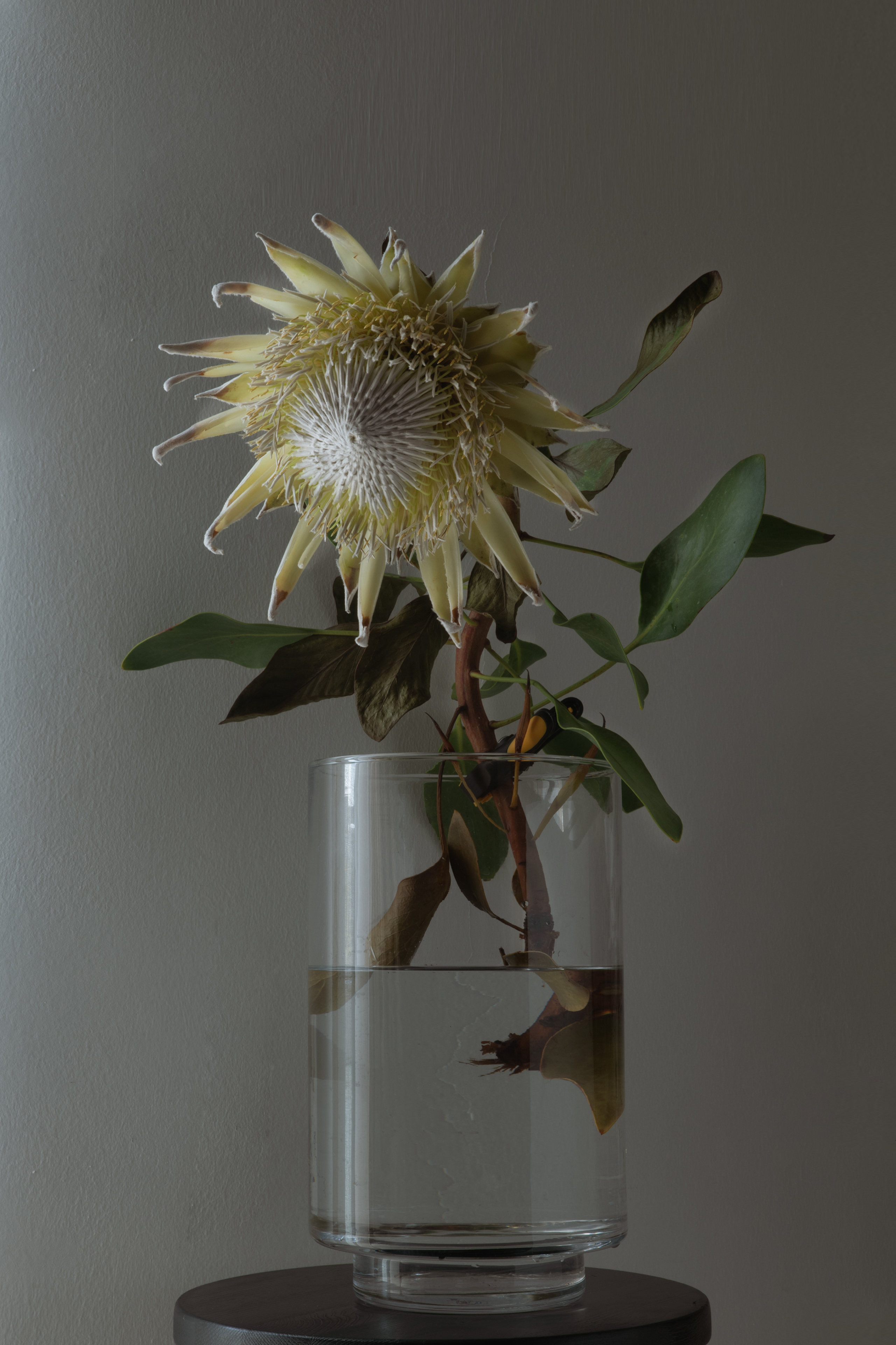 FLOWERS. Anastasiia Antoniuk portrait, family and couple photographer, Portugal