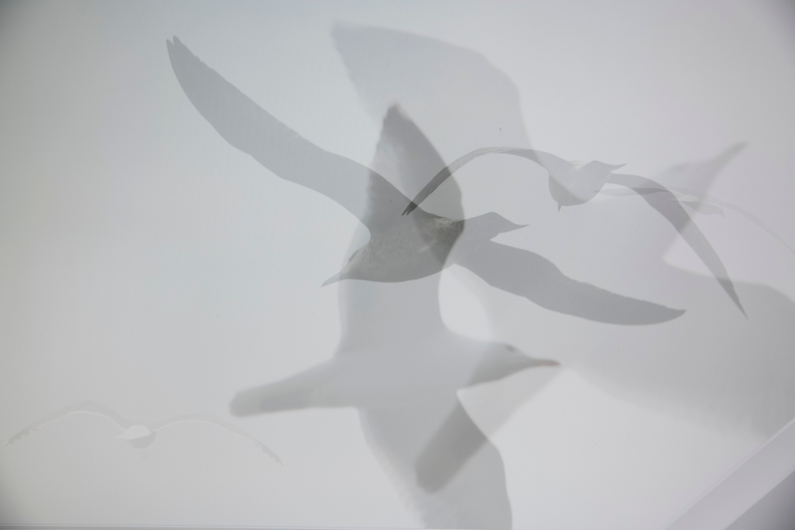 MOTHER (in progress). Anastasiia Antoniuk portrait, family and couple photographer, Portugal