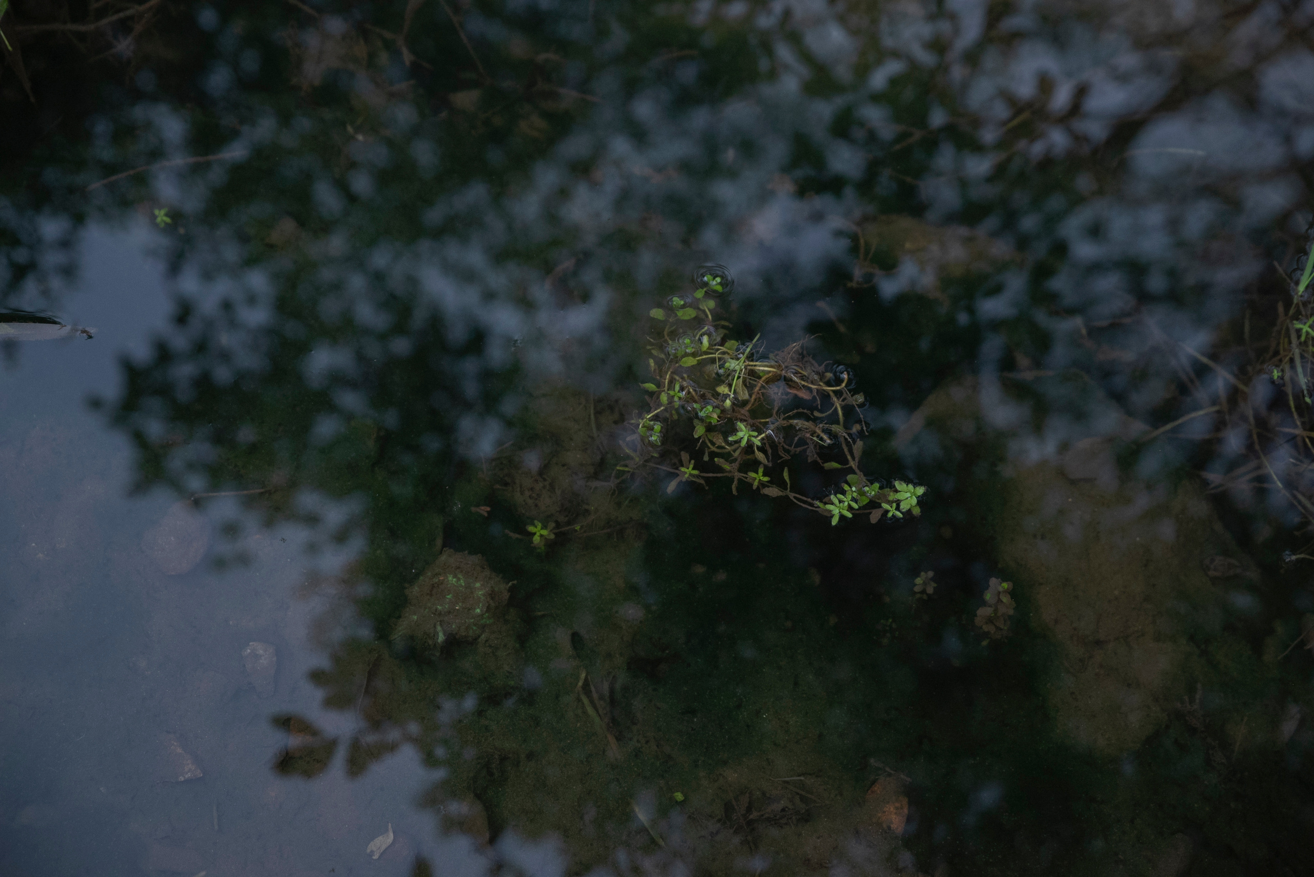 MOTHER (in progress). Anastasiia Antoniuk portrait, family and couple photographer, Portugal