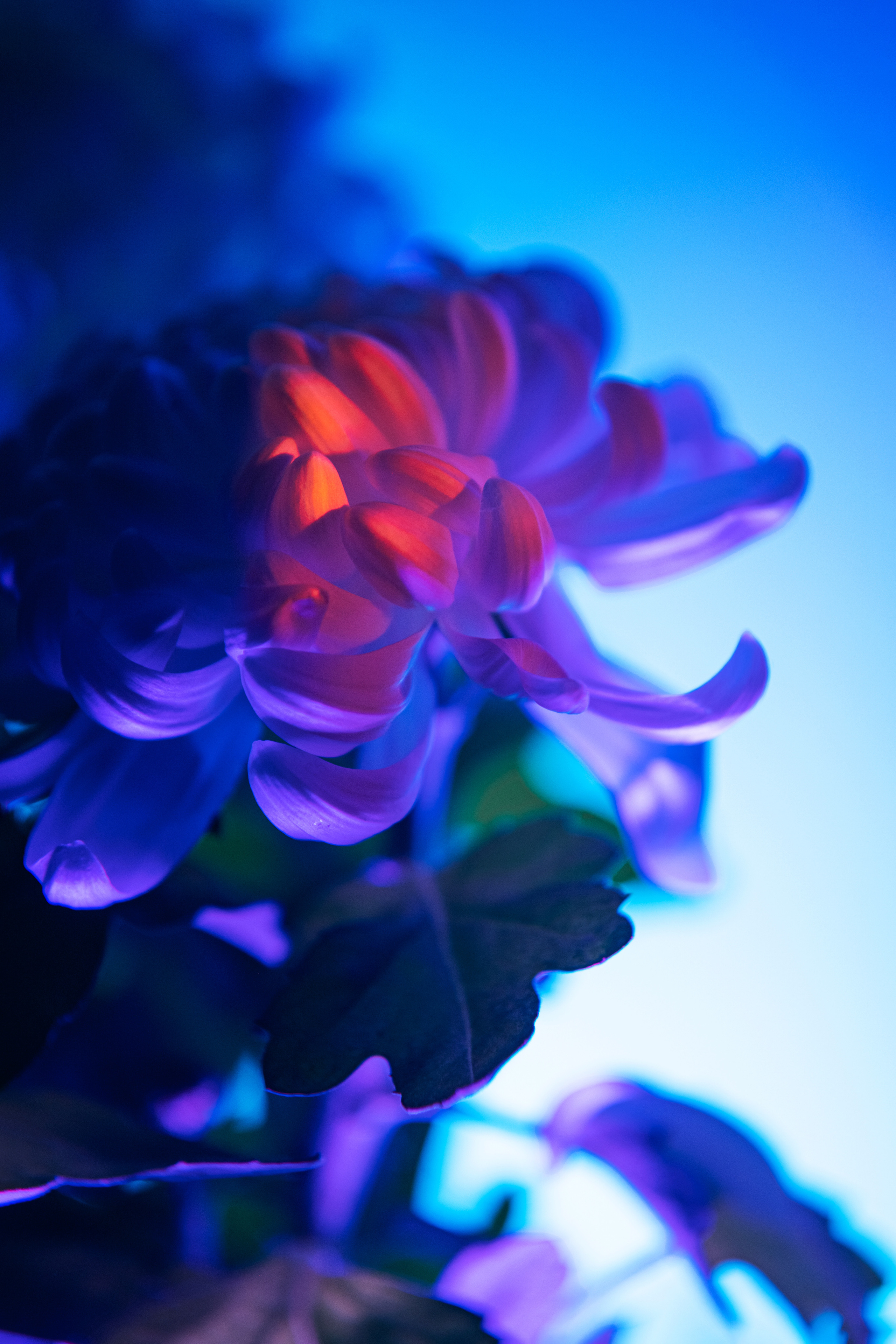 FLOWERS. Anastasiia Antoniuk portrait, family and couple photographer, Portugal