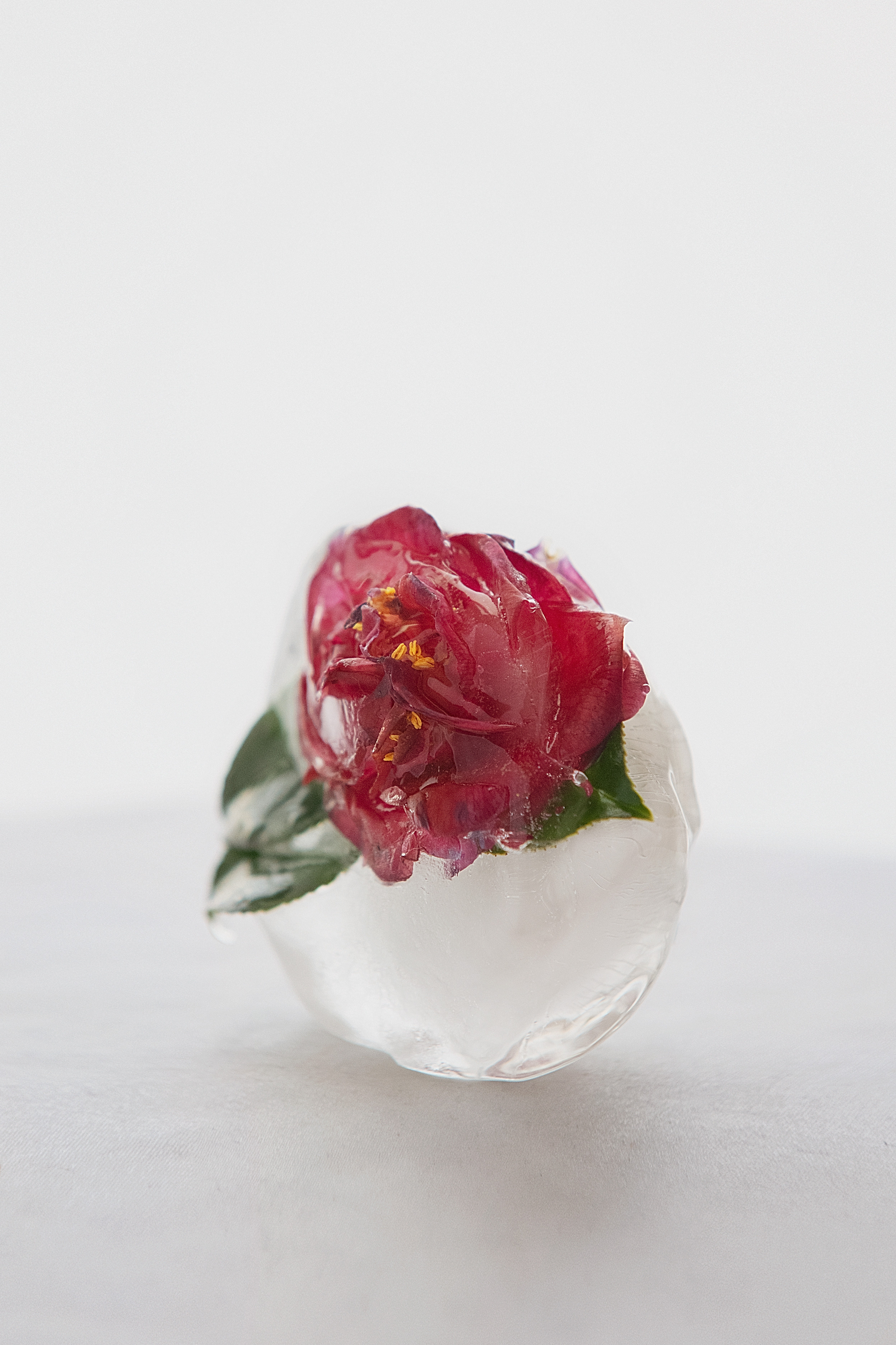 FROZEN NATURE. Anastasiia Antoniuk portrait, family and couple photographer, Portugal