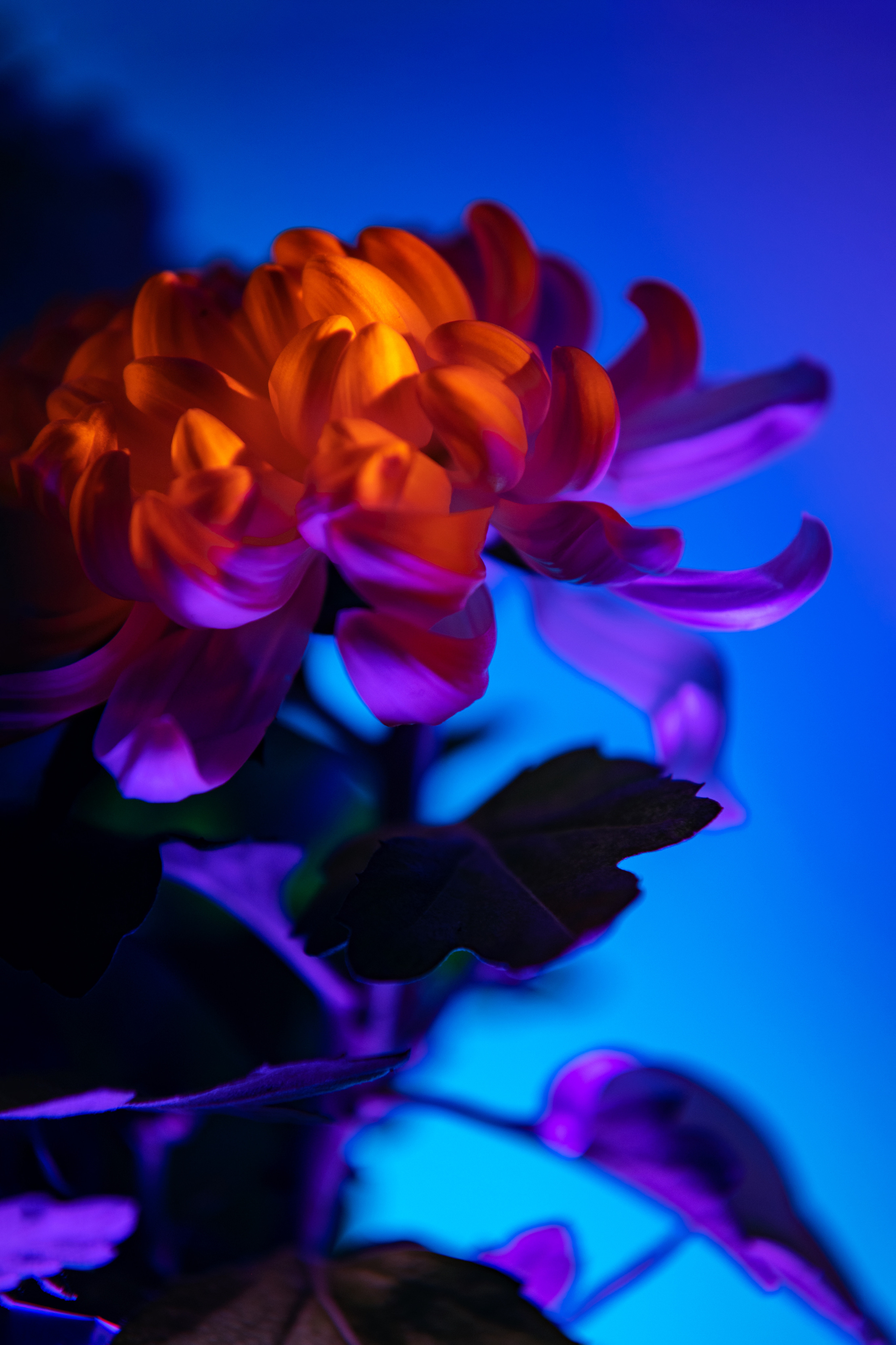 FLOWERS. Anastasiia Antoniuk portrait, family and couple photographer, Portugal