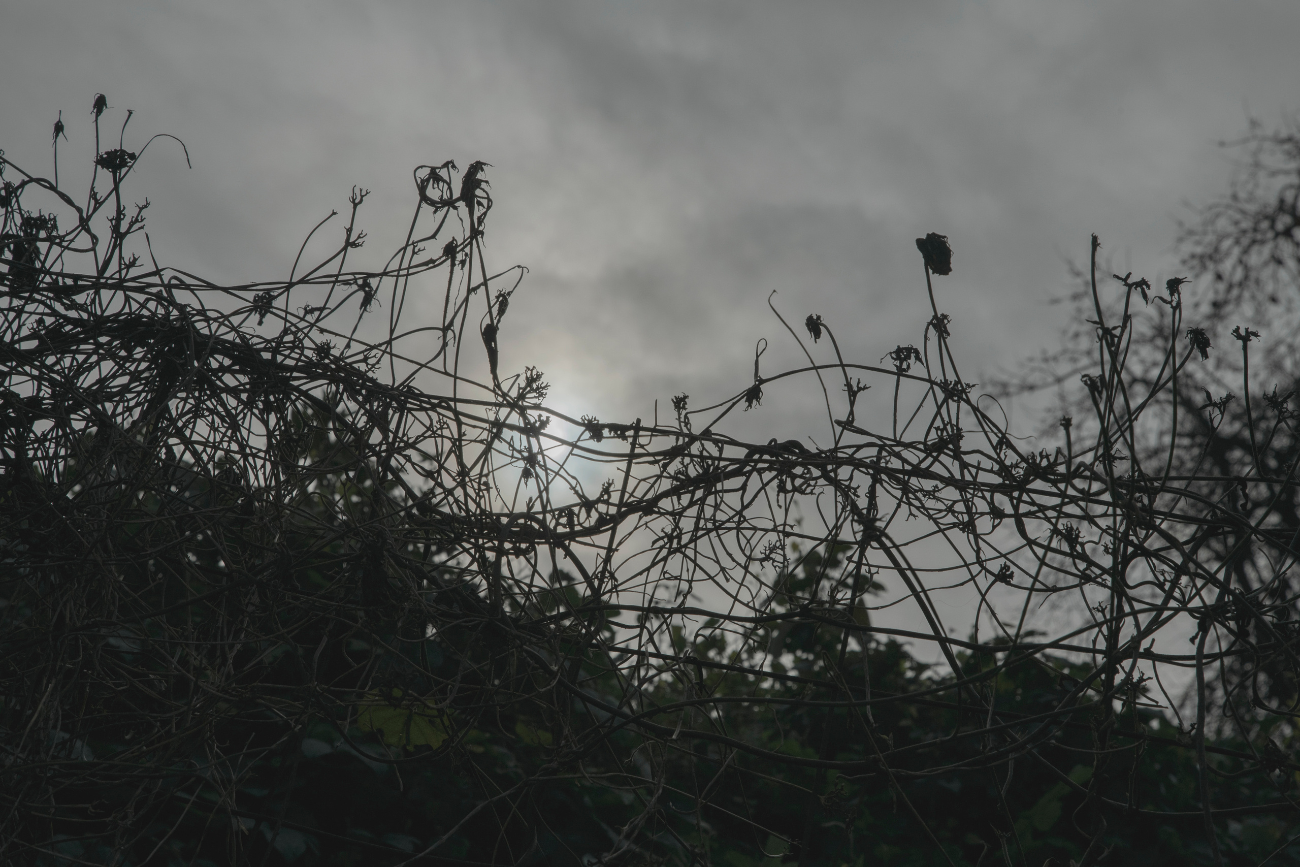 MOTHER (in progress). Anastasiia Antoniuk portrait, family and couple photographer, Portugal