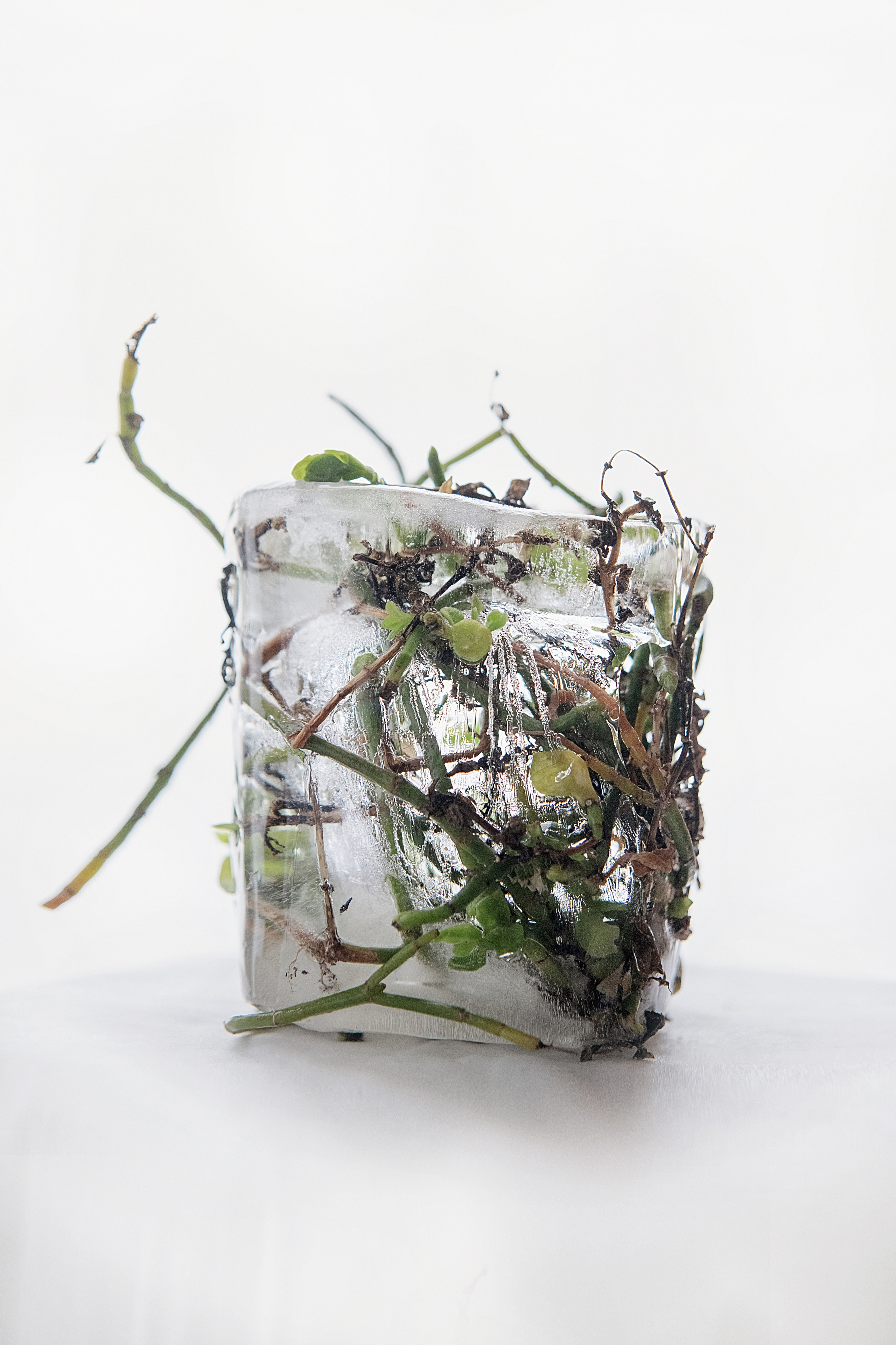 FROZEN NATURE. Anastasiia Antoniuk portrait, family and couple photographer, Portugal