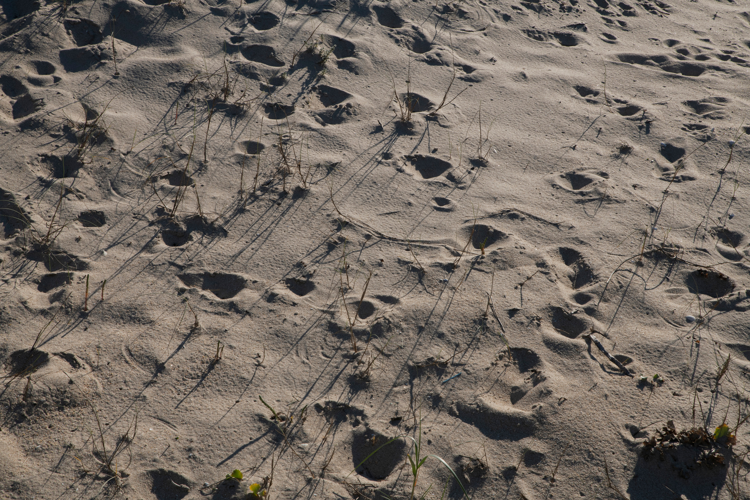 MOTHER (in progress). Anastasiia Antoniuk portrait, family and couple photographer, Portugal