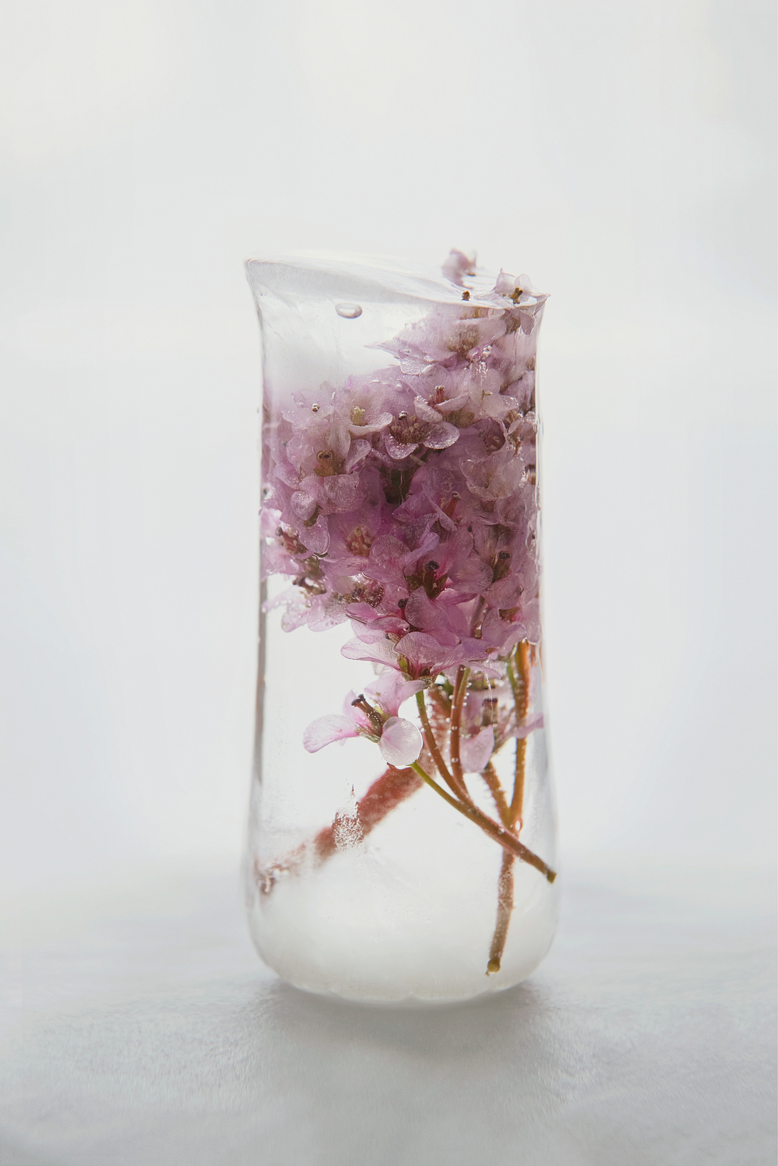 FROZEN NATURE. Anastasiia Antoniuk portrait, family and couple photographer, Portugal