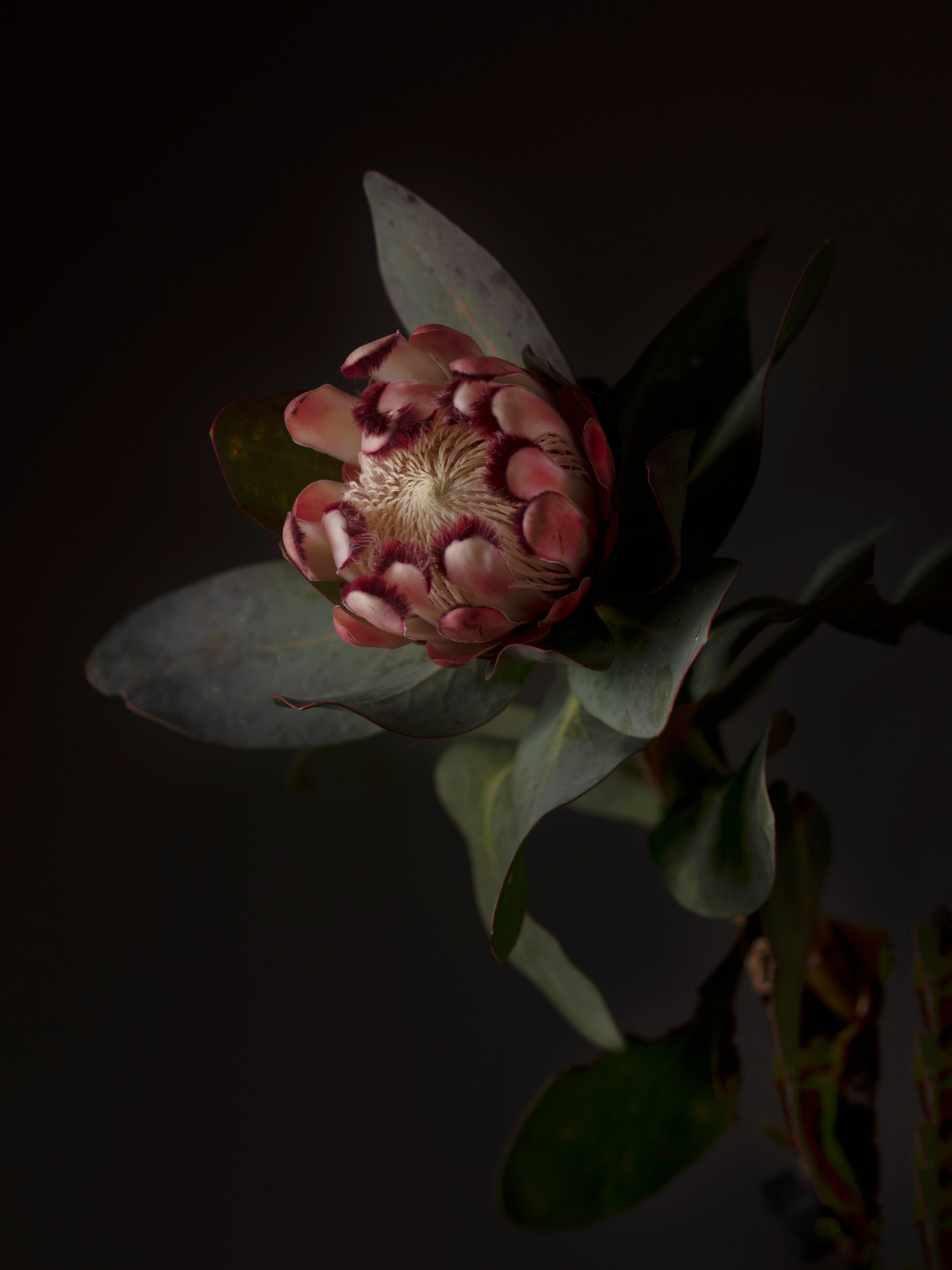 FLOWERS. Anastasiia Antoniuk portrait, family and couple photographer, Portugal