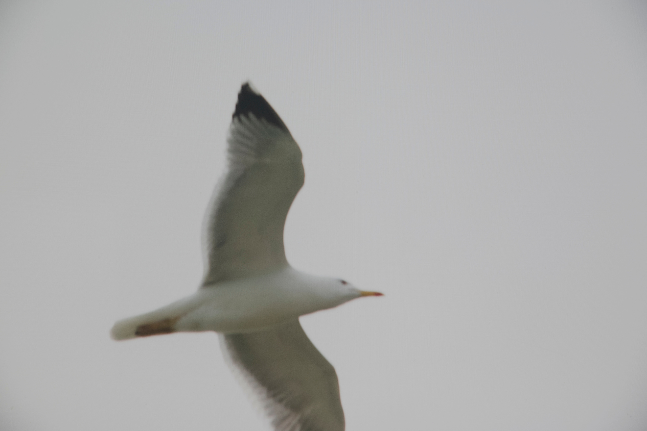 MOTHER (in progress). Anastasiia Antoniuk portrait, family and couple photographer, Portugal