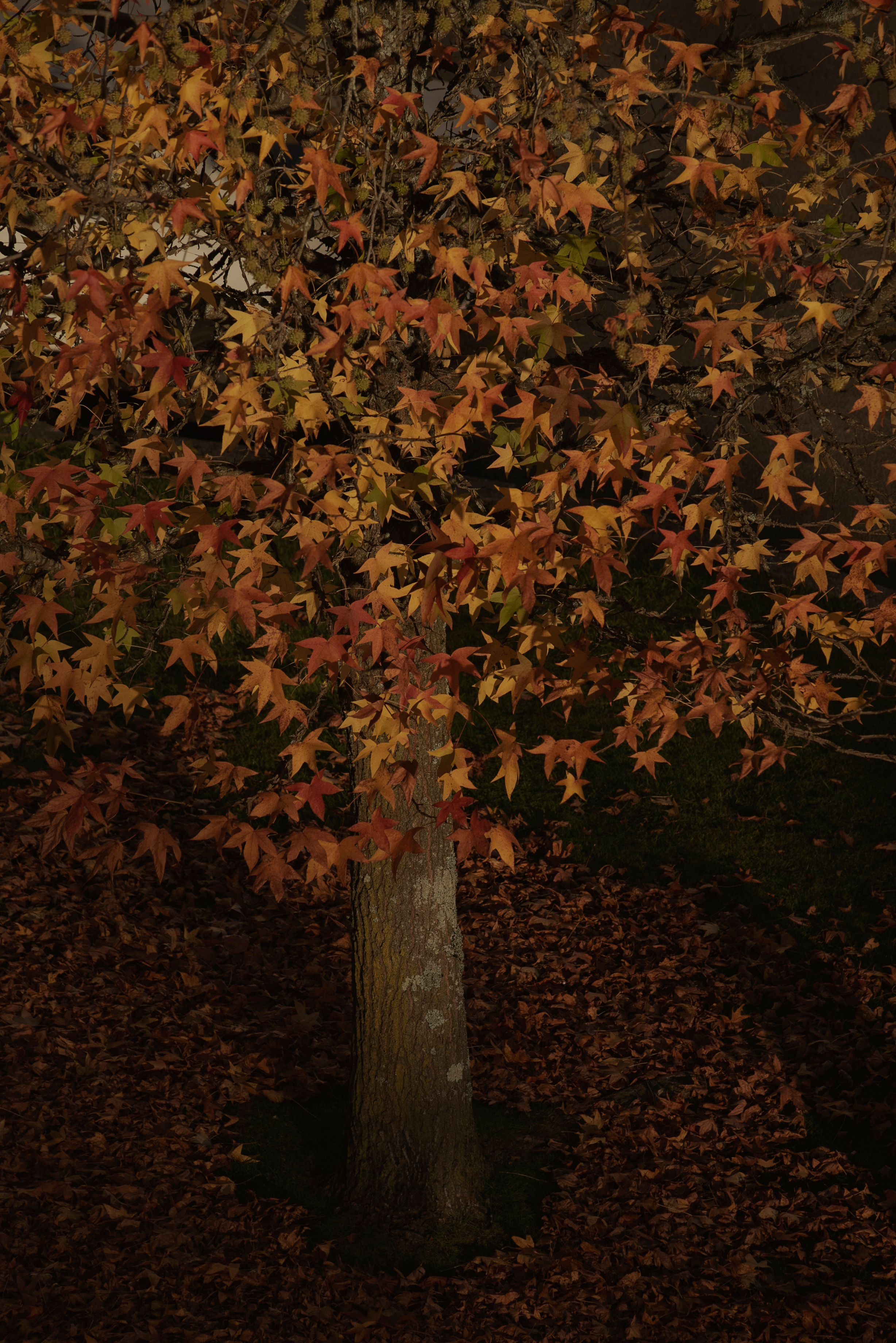 MOTHER (in progress). Anastasiia Antoniuk portrait, family and couple photographer, Portugal