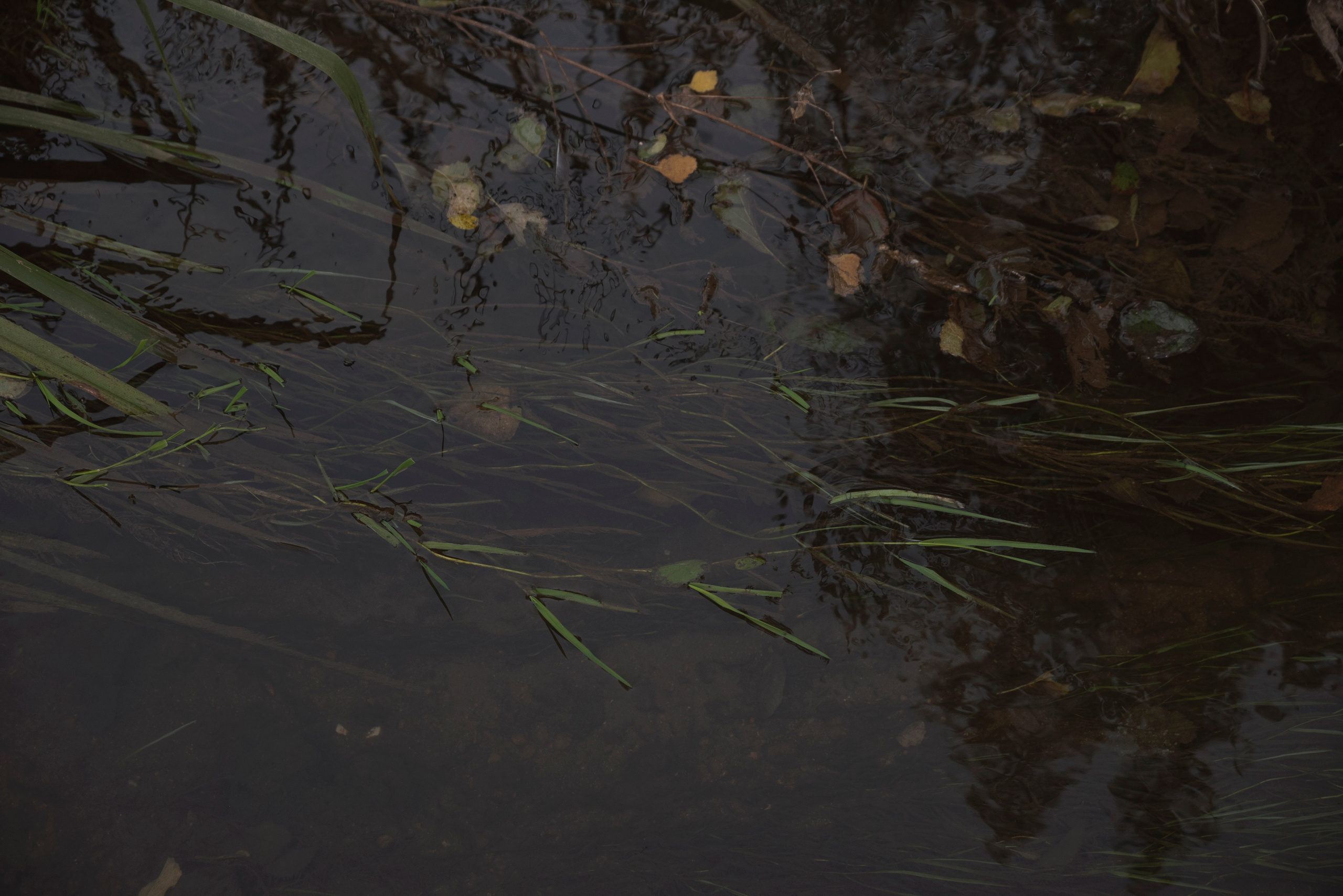 MOTHER (in progress). Anastasiia Antoniuk portrait, family and couple photographer, Portugal