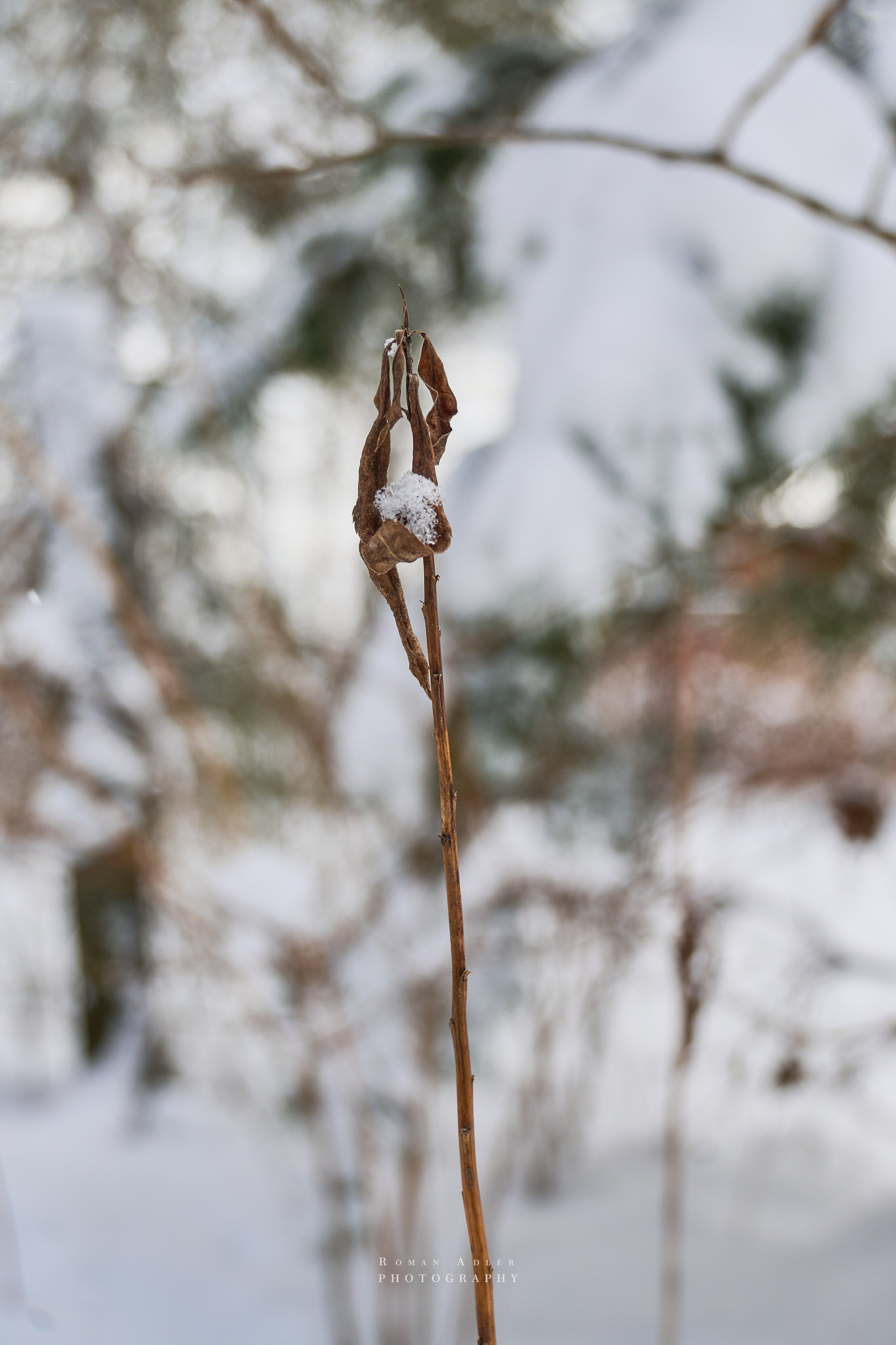 Апрельский снег. Москва 2025. Фотограф Роман Адлер