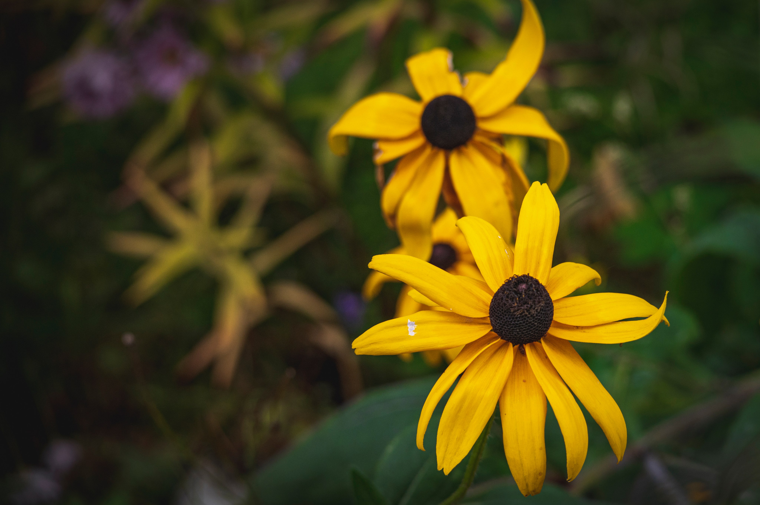 Фотопрогулка ДР. Фотограф Роман Адлер
