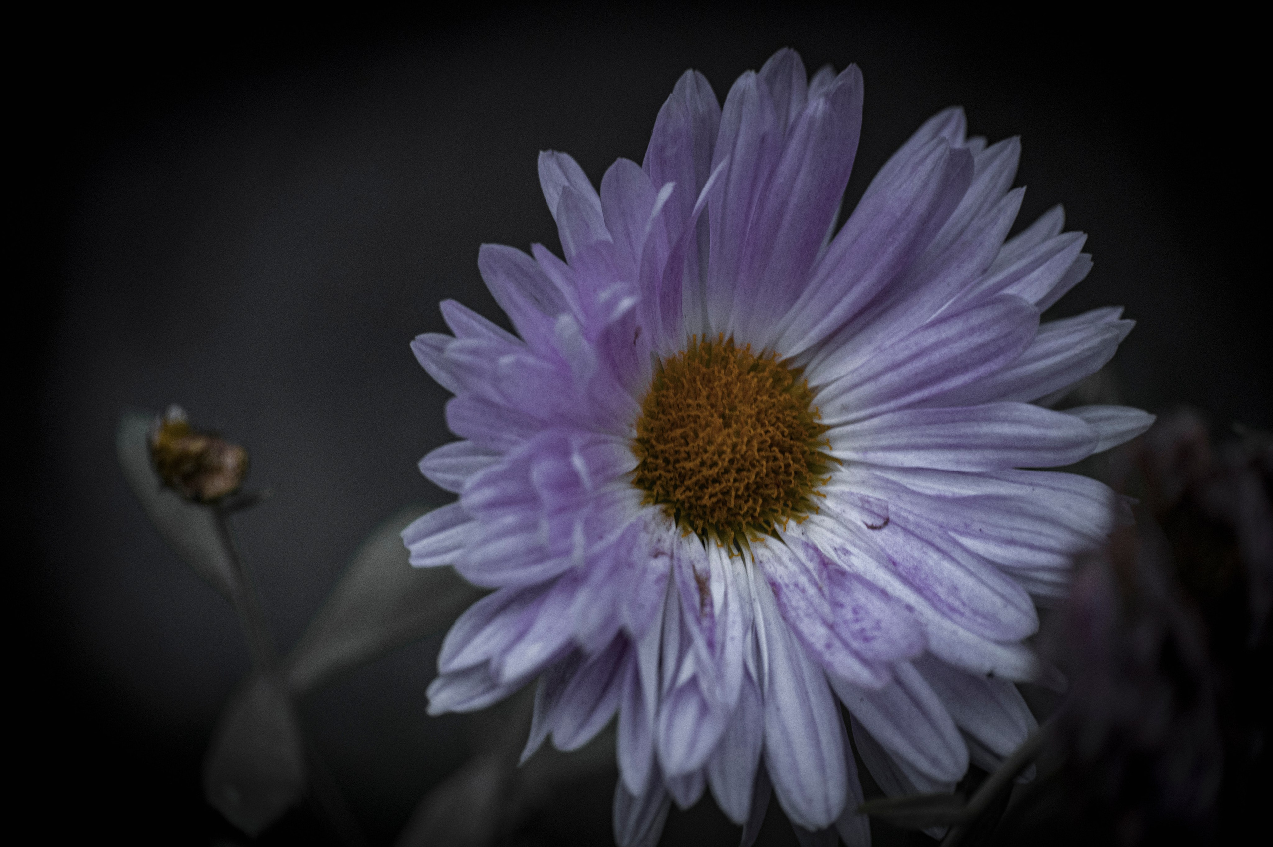 Осенние цветы. Фотограф Роман Адлер