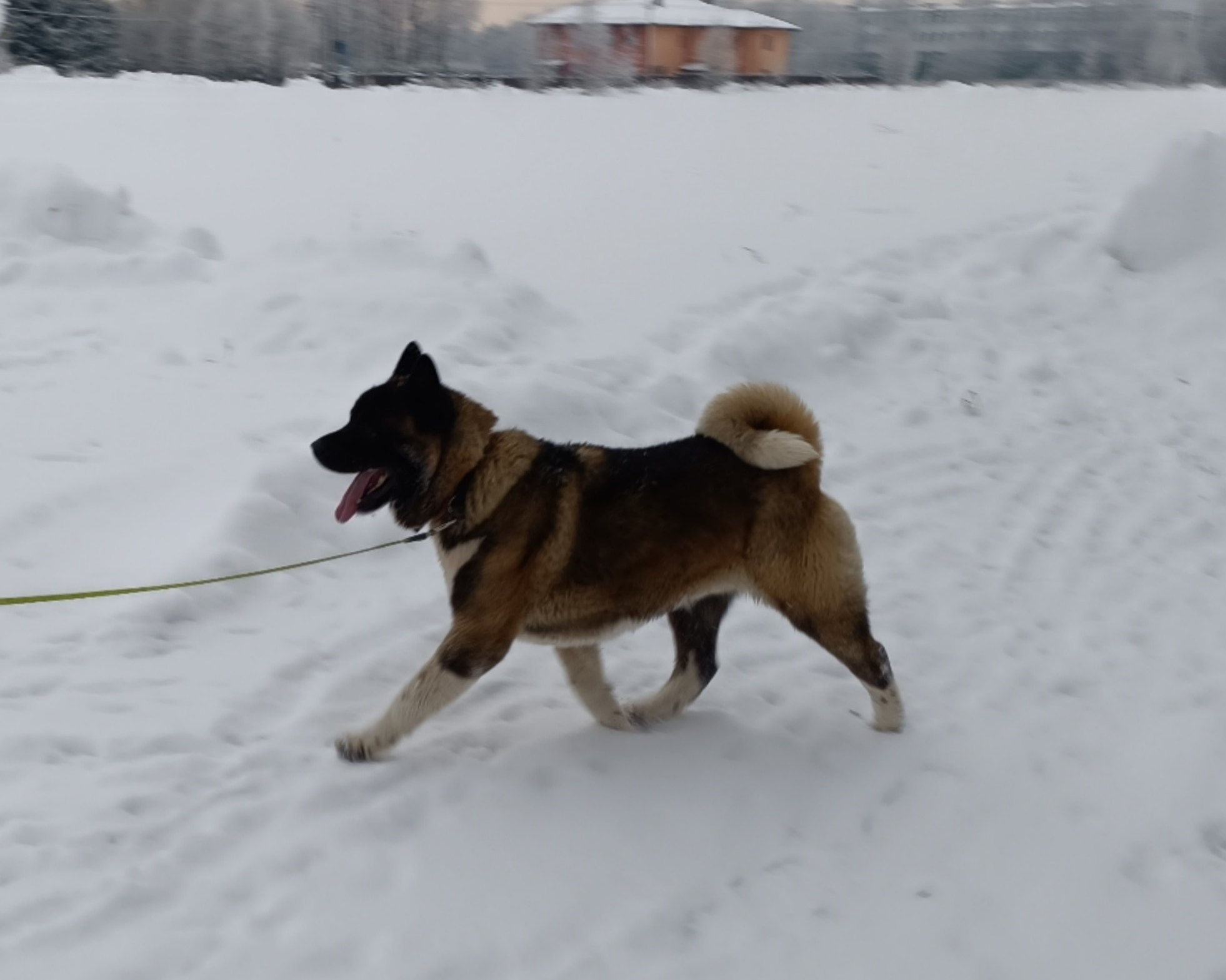 Triumf Sibiri Sting Shape of my Heart * Сэм   Американская Акита кобель питомник RUBYLIGHT Санкт-Петербург