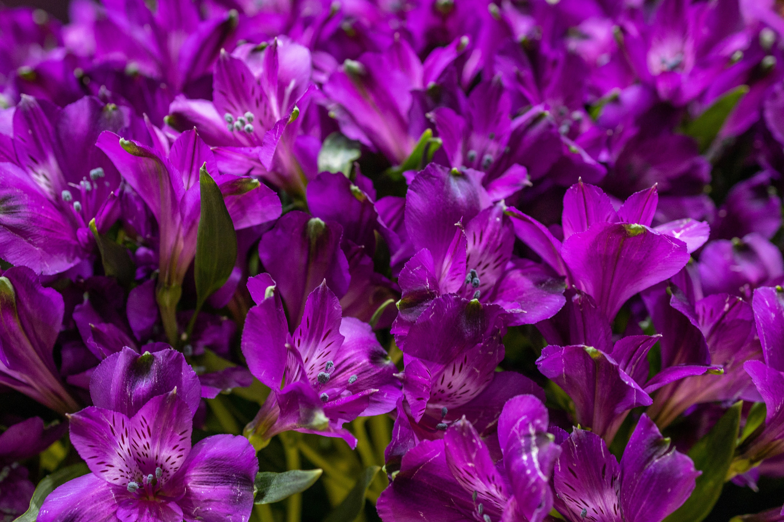 Цветы-Экспо 2025. Фотосессии и репортаж — Фотограф в Москве — Рина Серёгина