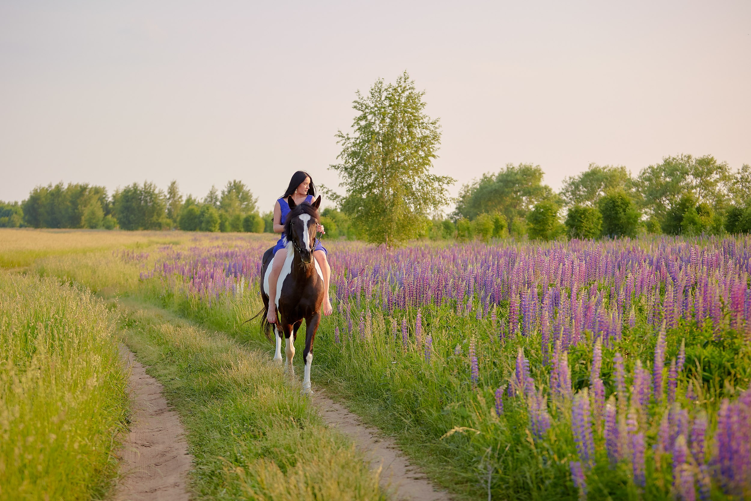 Фотосессия с лошадьми, Фотограф Михаил Семенов г. Ярославль