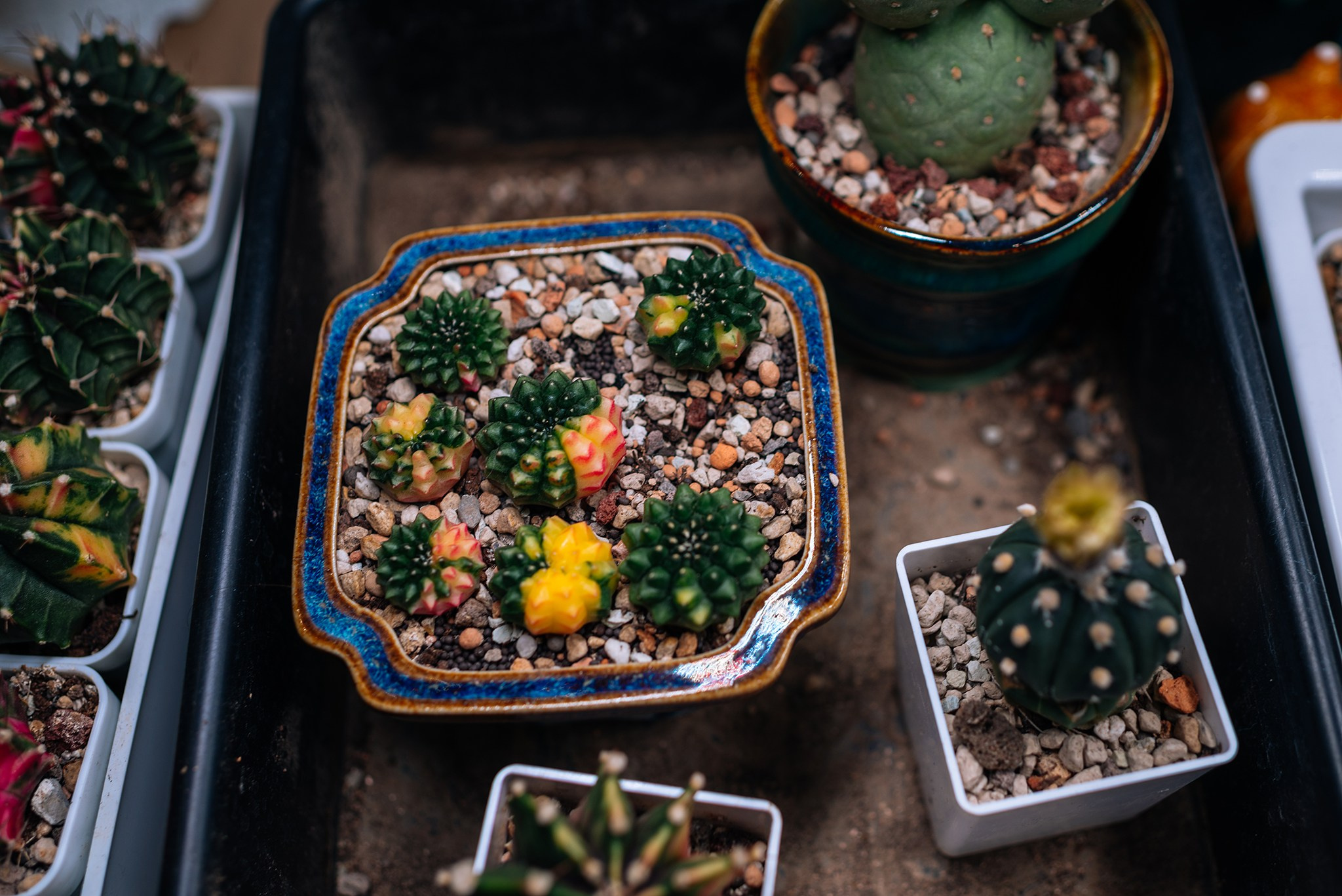 Ирина Шестакова. Редкие кактусы. Репортажный фотограф в Санкт-Петербурге Анастасия Клёпова