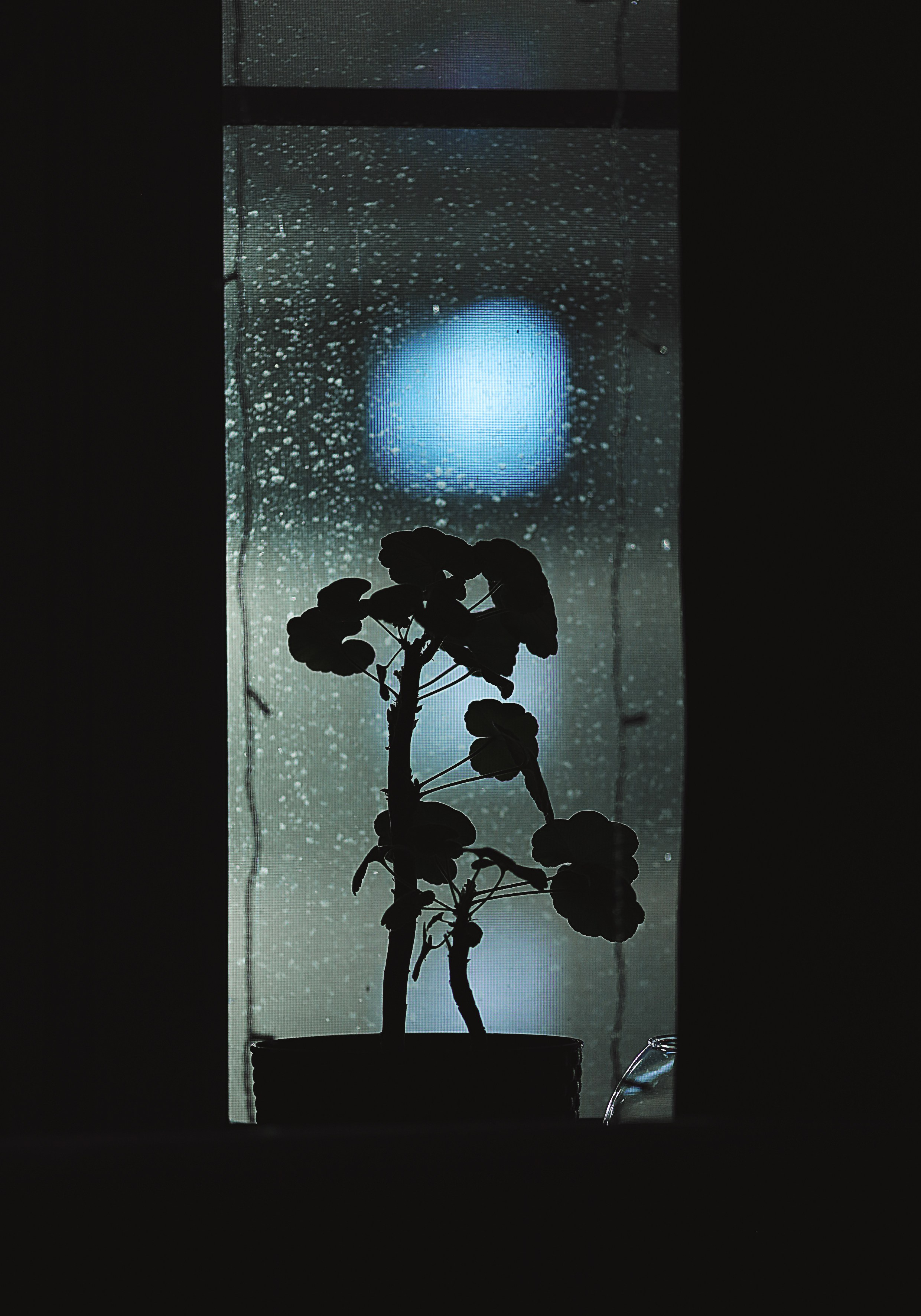 Проект «366»|2024|Фото каждый день. LENA GRACE photographer ||ЛЕНА ГРЭЙС фотограф