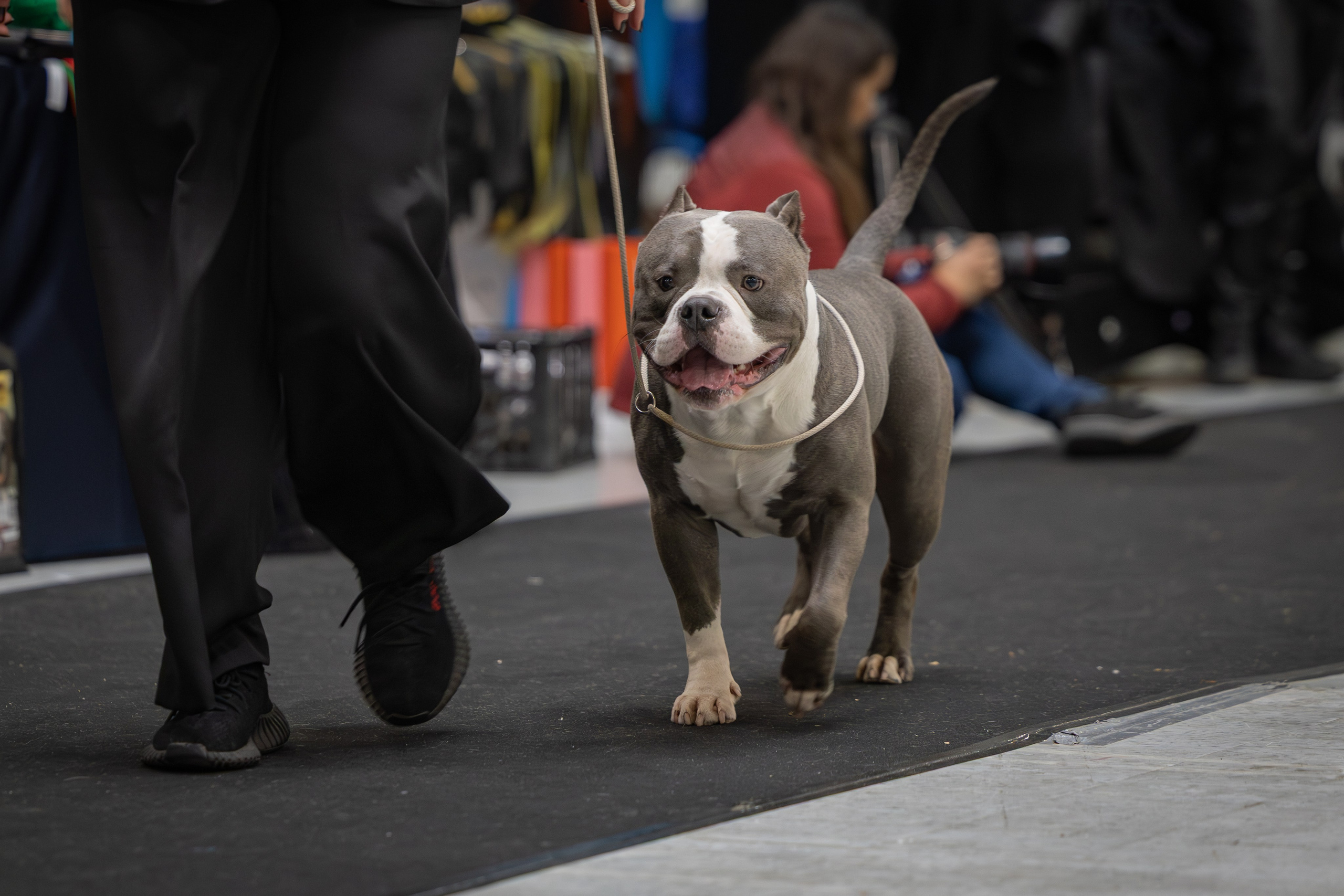 АВКС. Виктория Михайловская. Фотограф-анималист. Москва