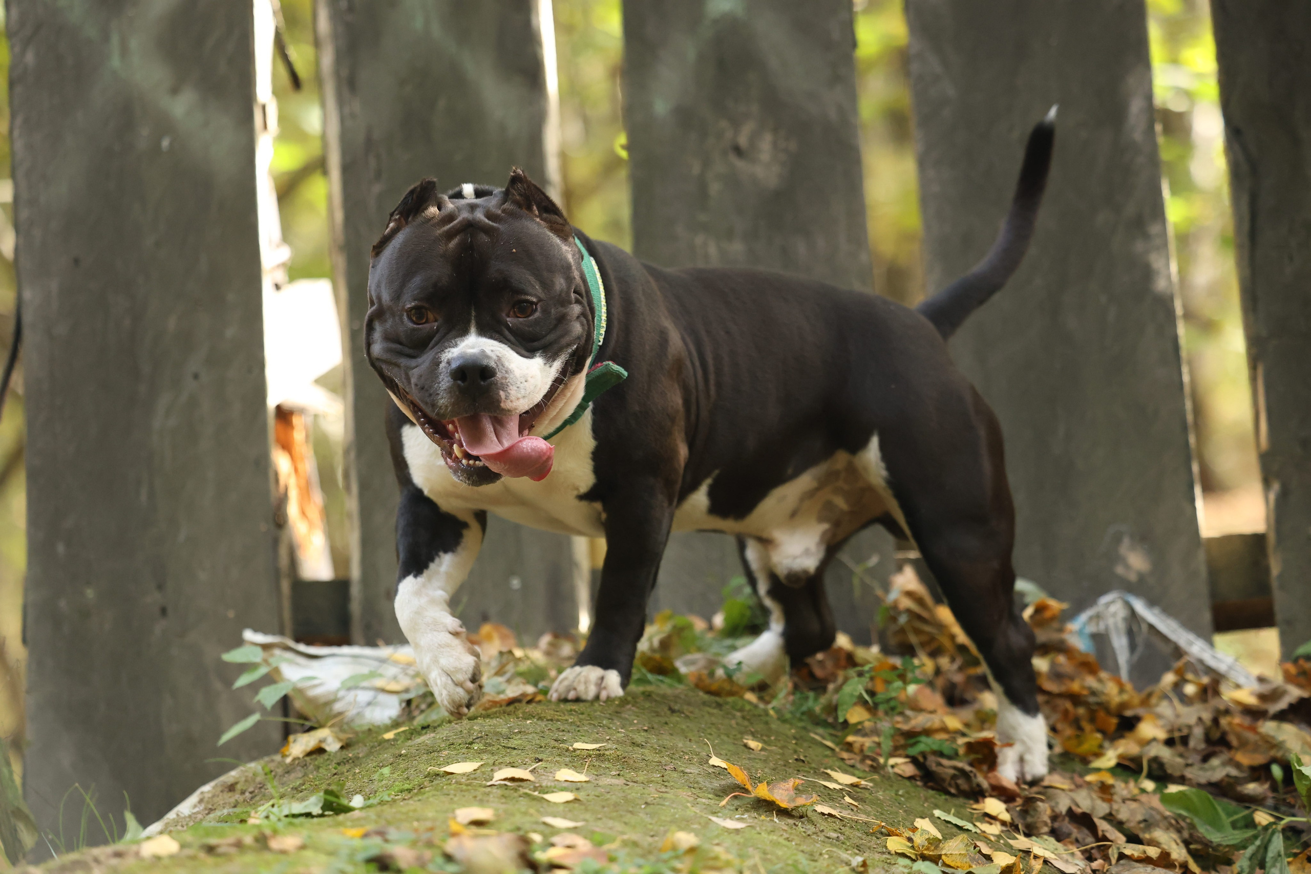 Бумер. Виктория Михайловская. Фотограф-анималист. Москва