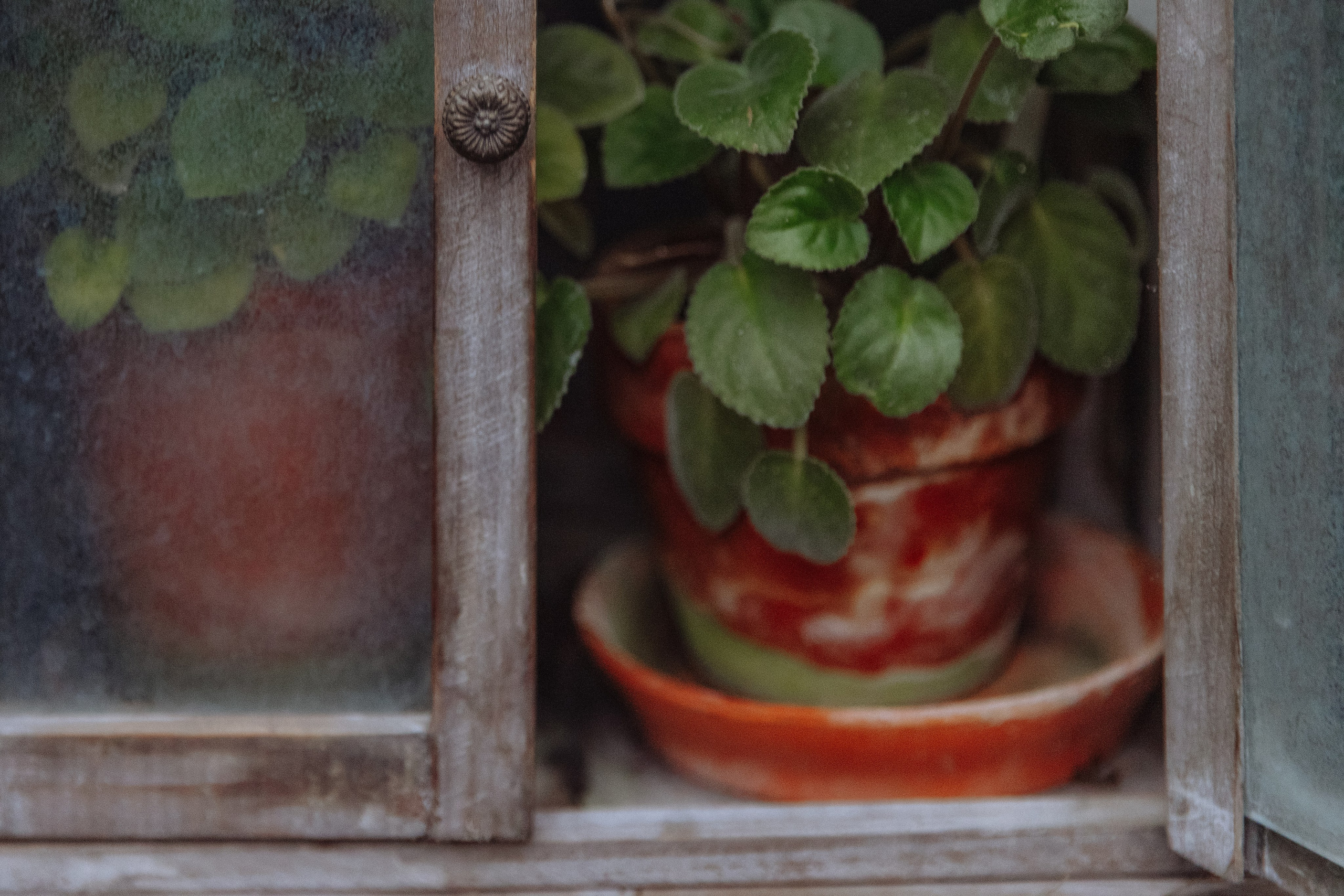 Оранжерея. Каплицкая Любовь — фотограф Тверь