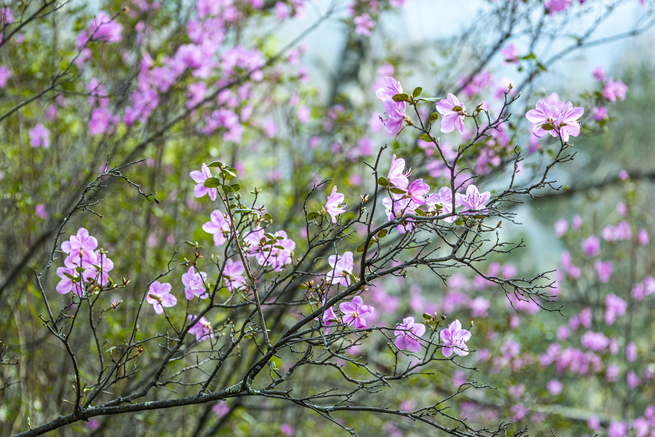 Майские в горах 2023. Gennady Travel