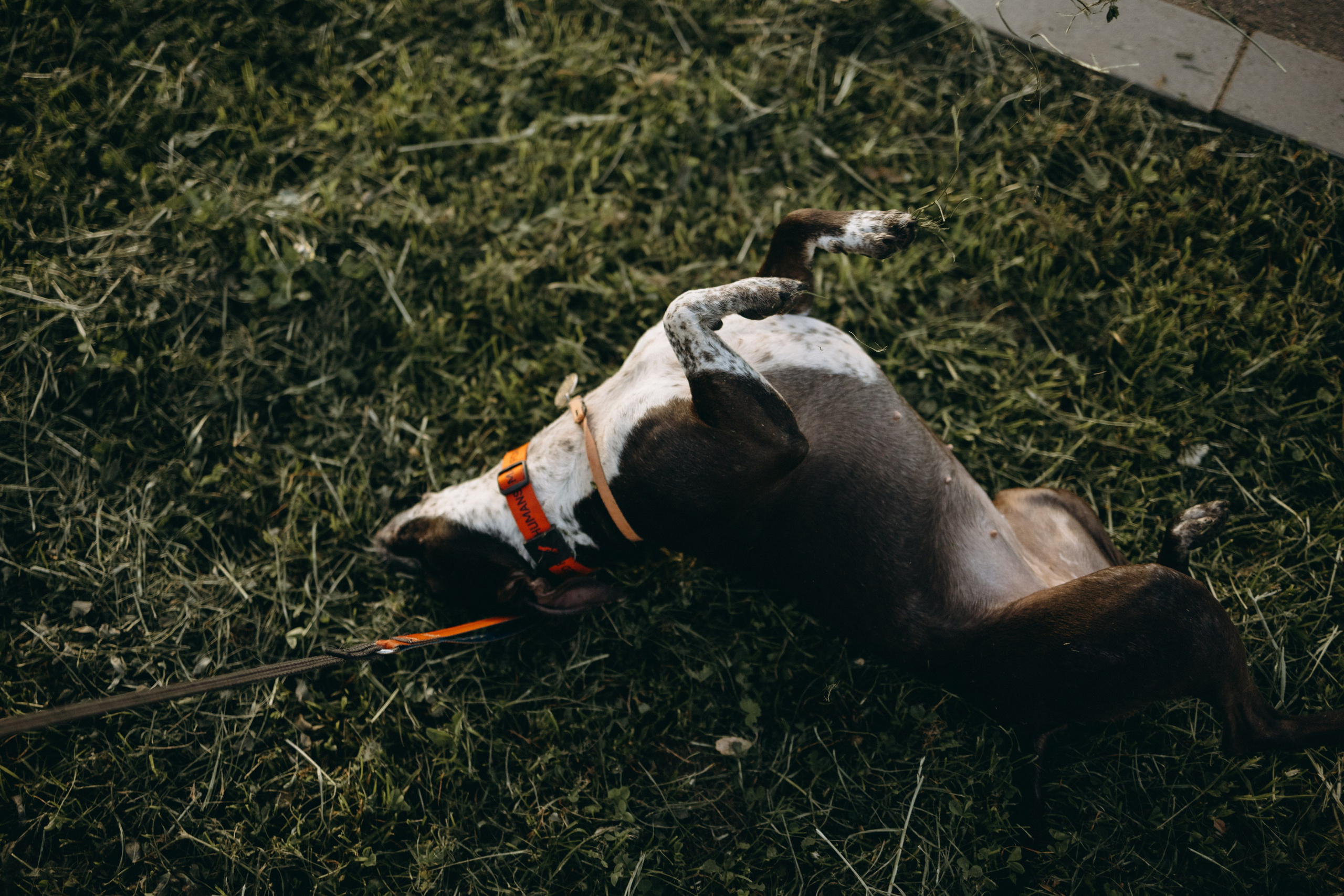 Татьяна, Сергей и их Булочка и Пончик. Фотограф — Анималист | Санкт-Петербург