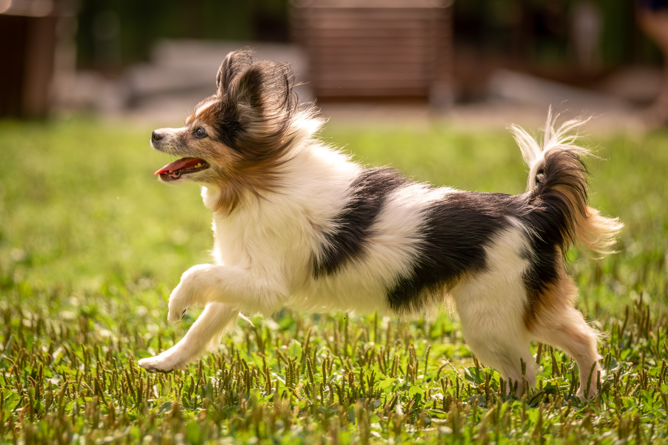Элегантная папильон для Натальи!. Зоофотограф, фотограф животных в Москве и области Дина Дамоцева