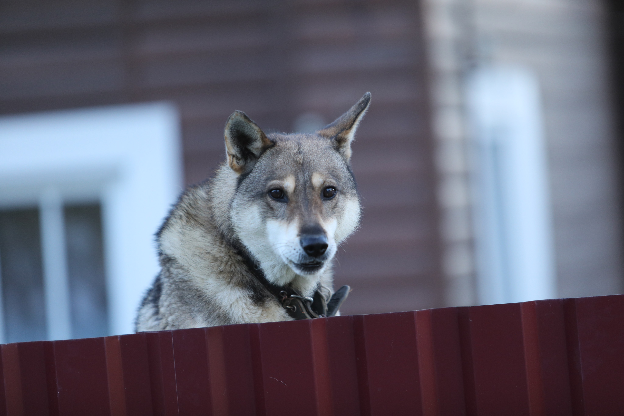 Про жизнь. Фотограф Сергей Ловкий