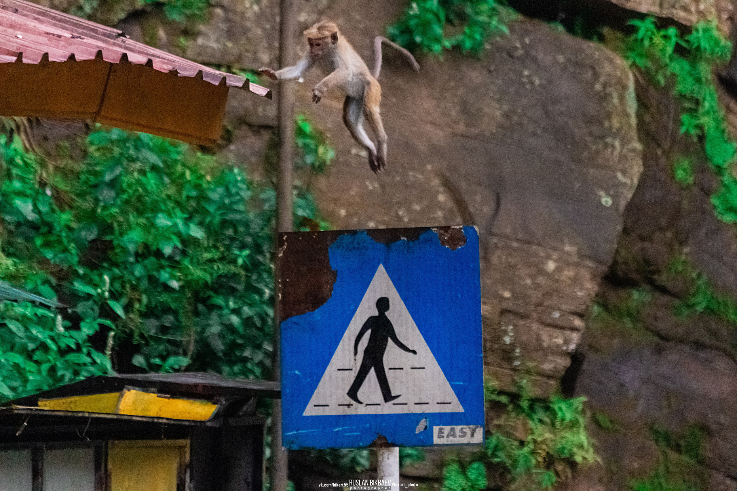 ШРИ-ЛАНКА 2025 / SRI LANKA 2025. Главная