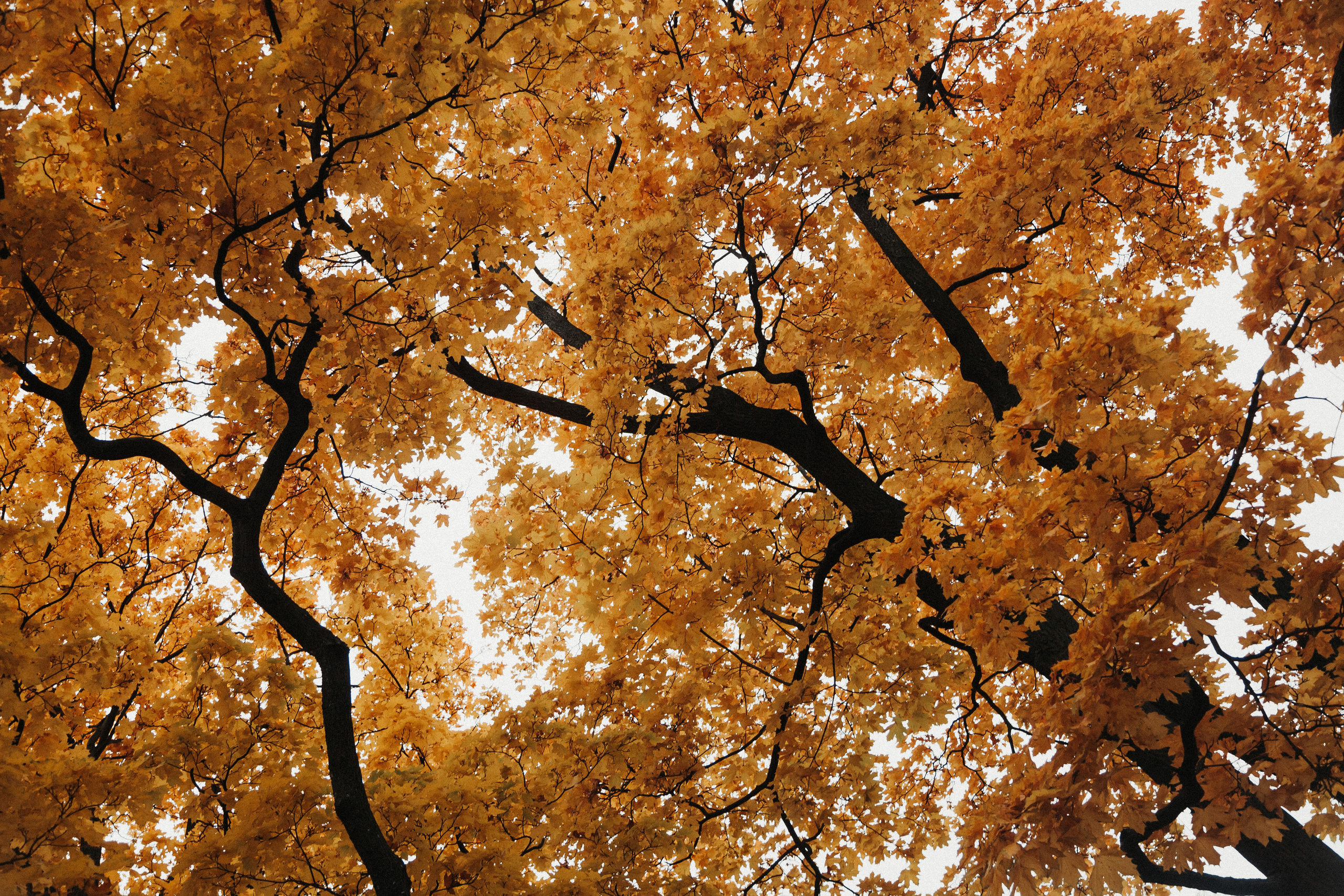 Фотограф Ереван Андрей Кукушкин